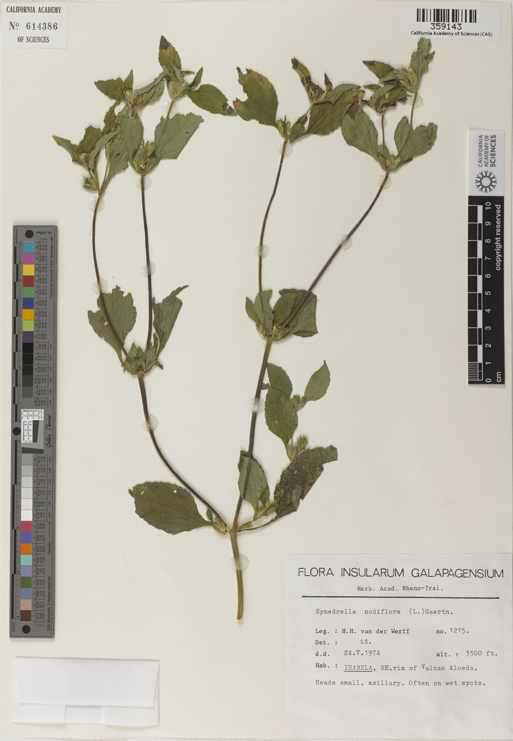 Synedrella nodiflora image