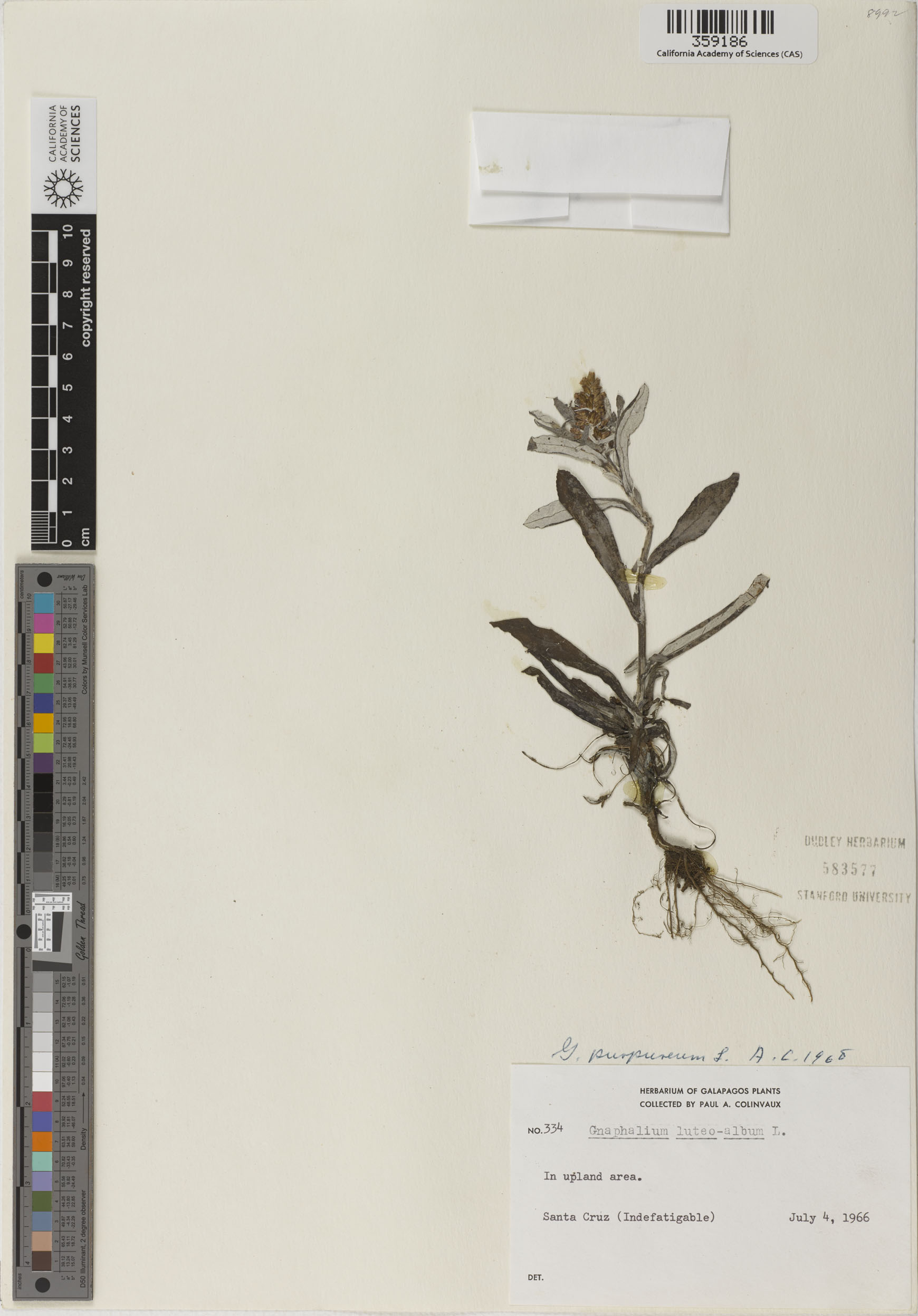 Gamochaeta purpurea image