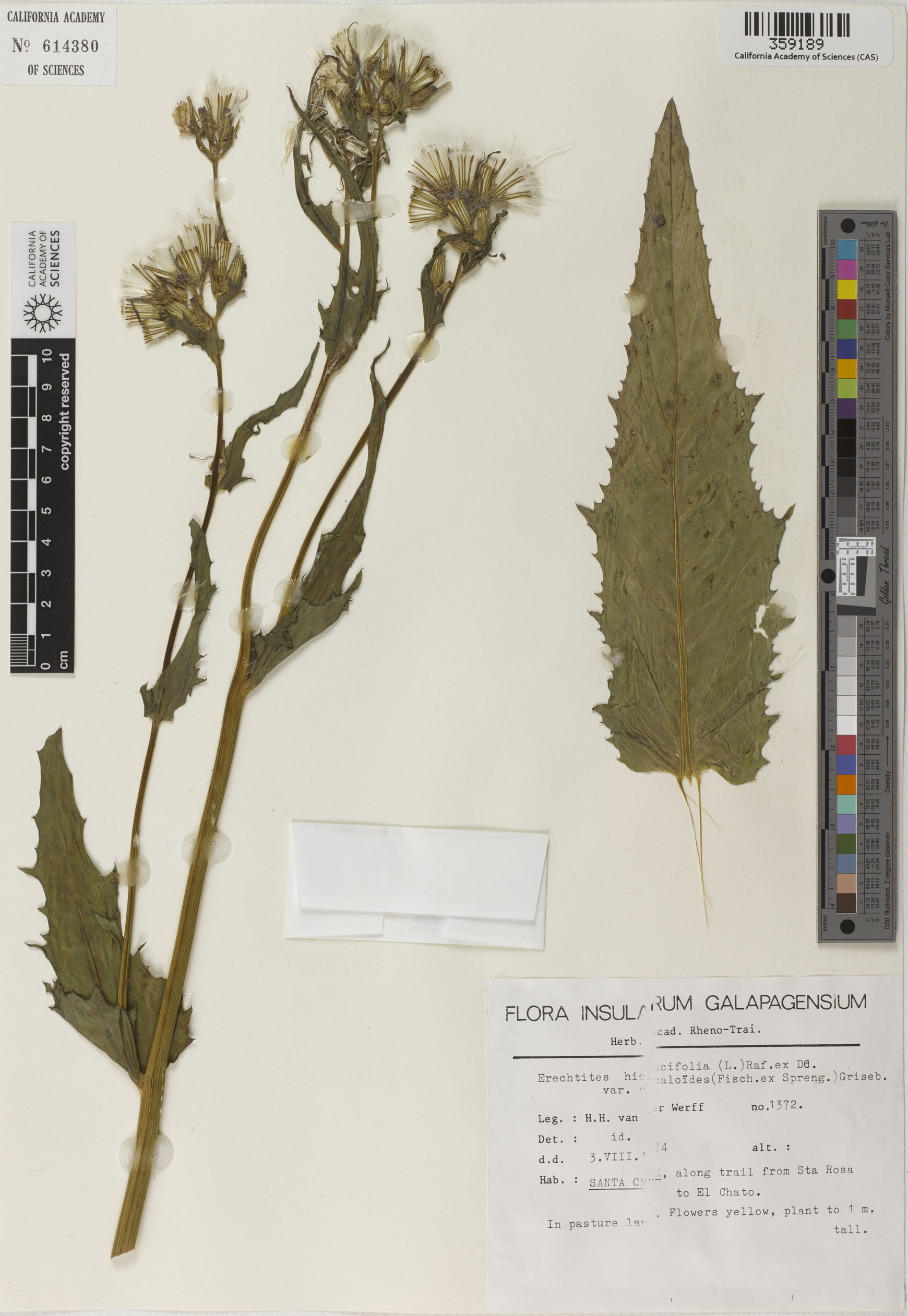 Erechtites hieraciifolius var. hieraciifolius image