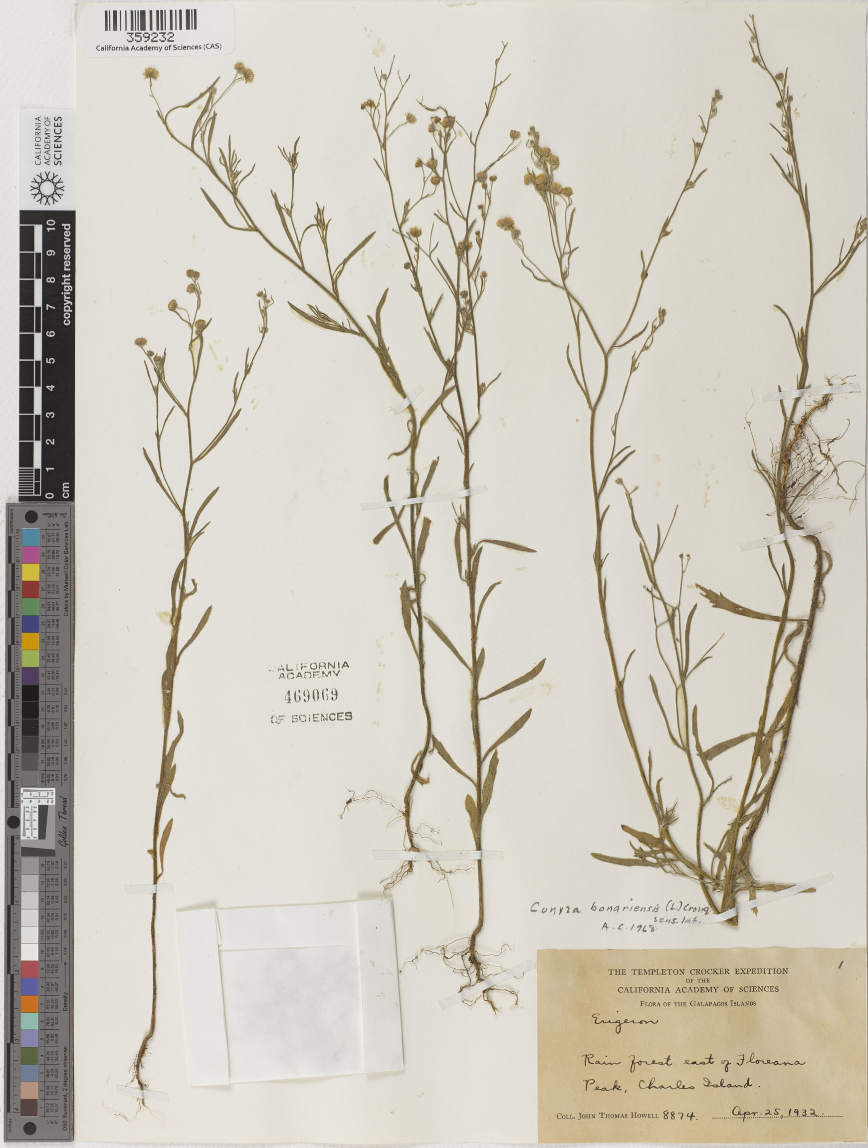 Conyza bonariensis image