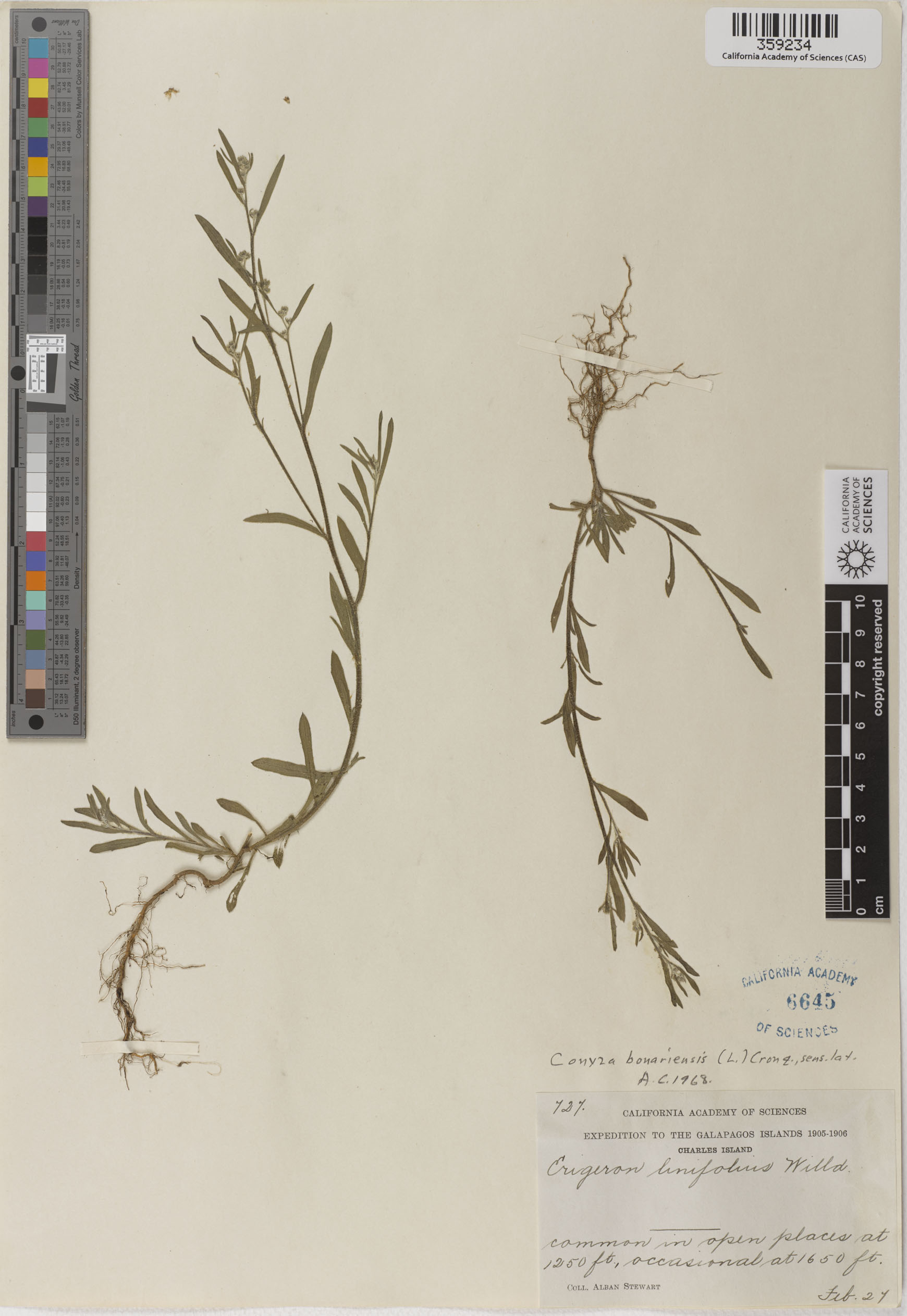 Conyza bonariensis image