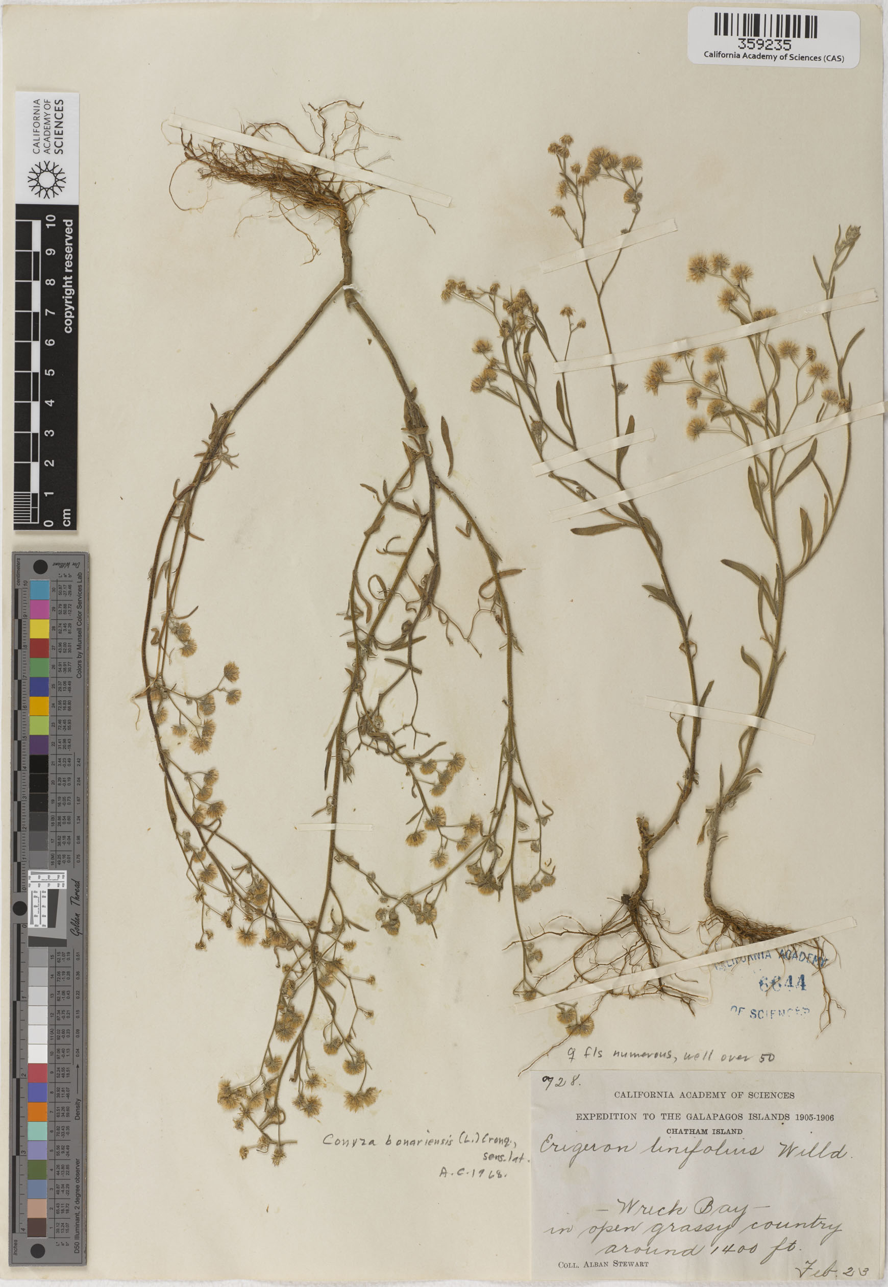 Conyza bonariensis image