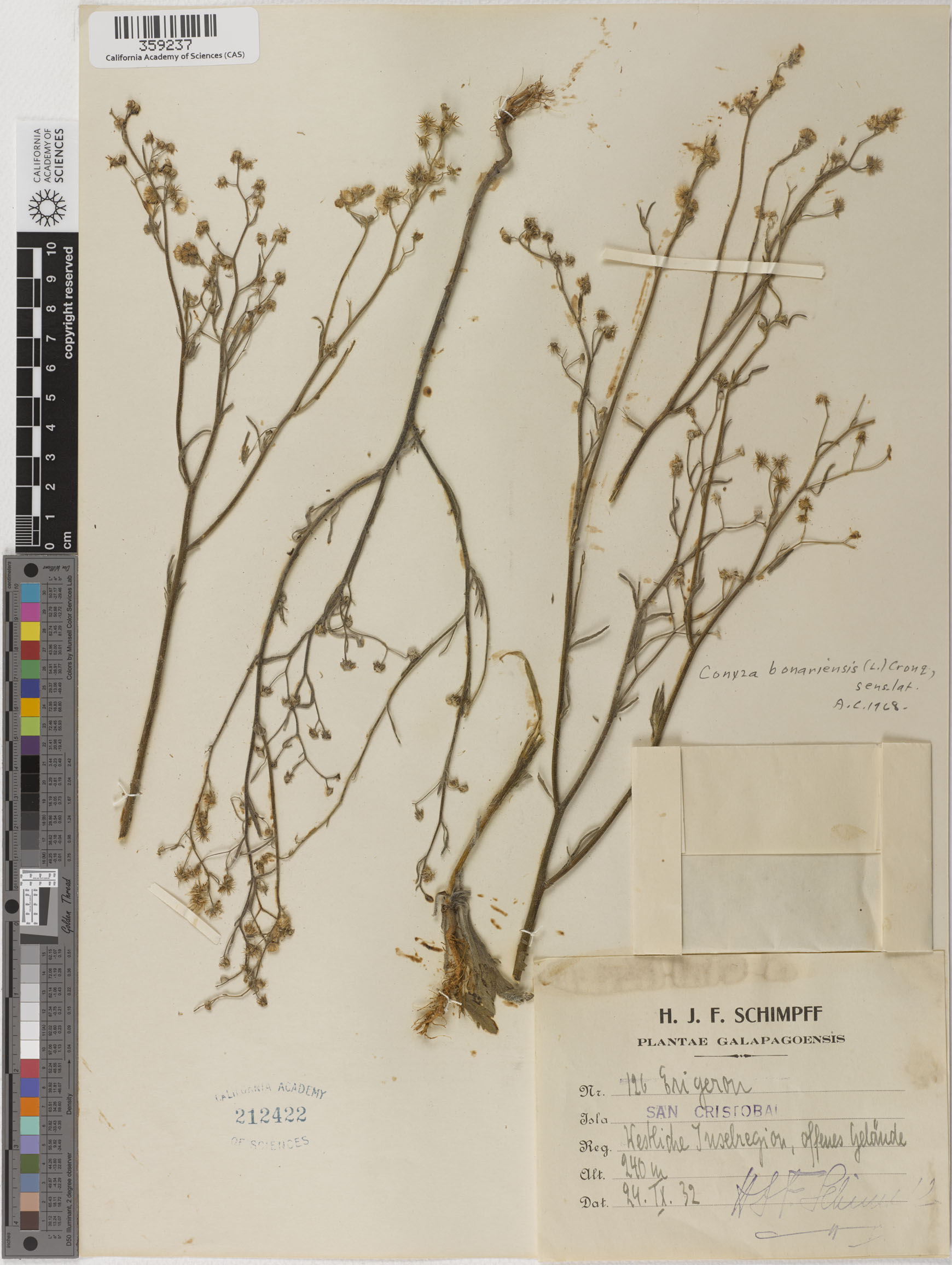 Conyza bonariensis image