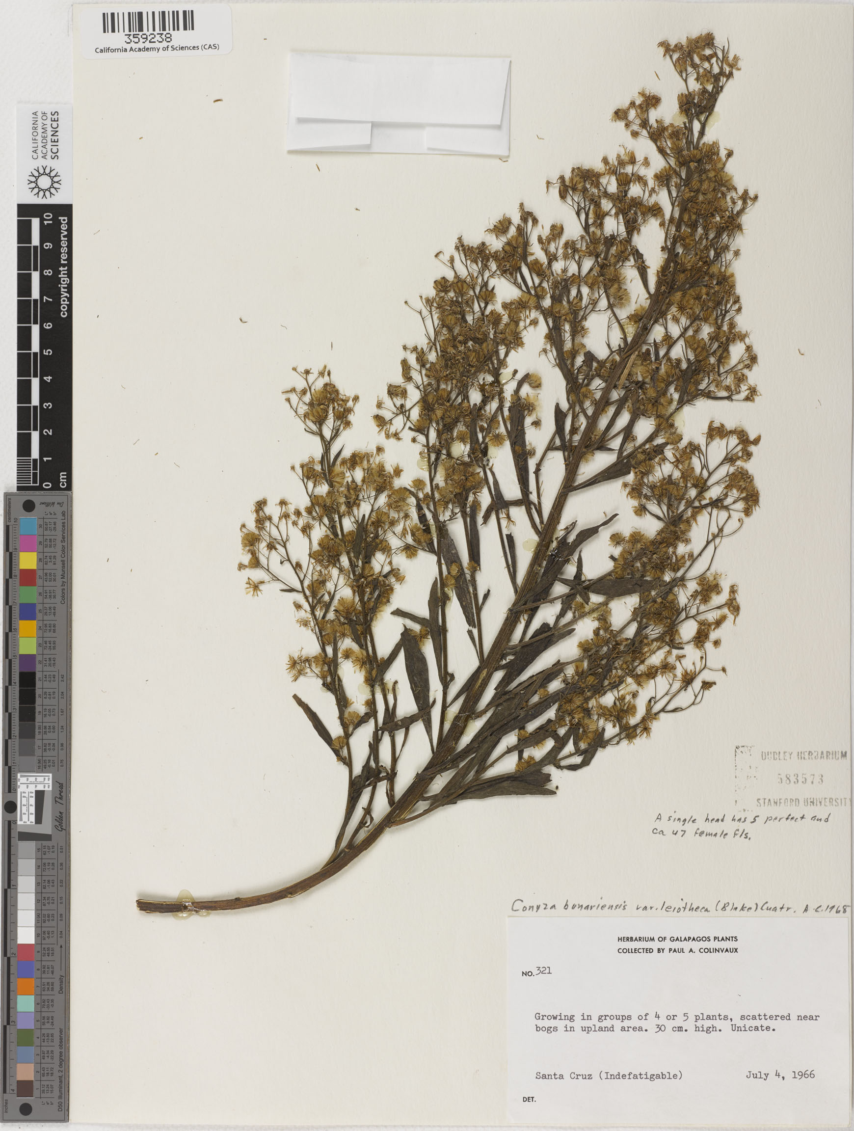 Conyza bonariensis image