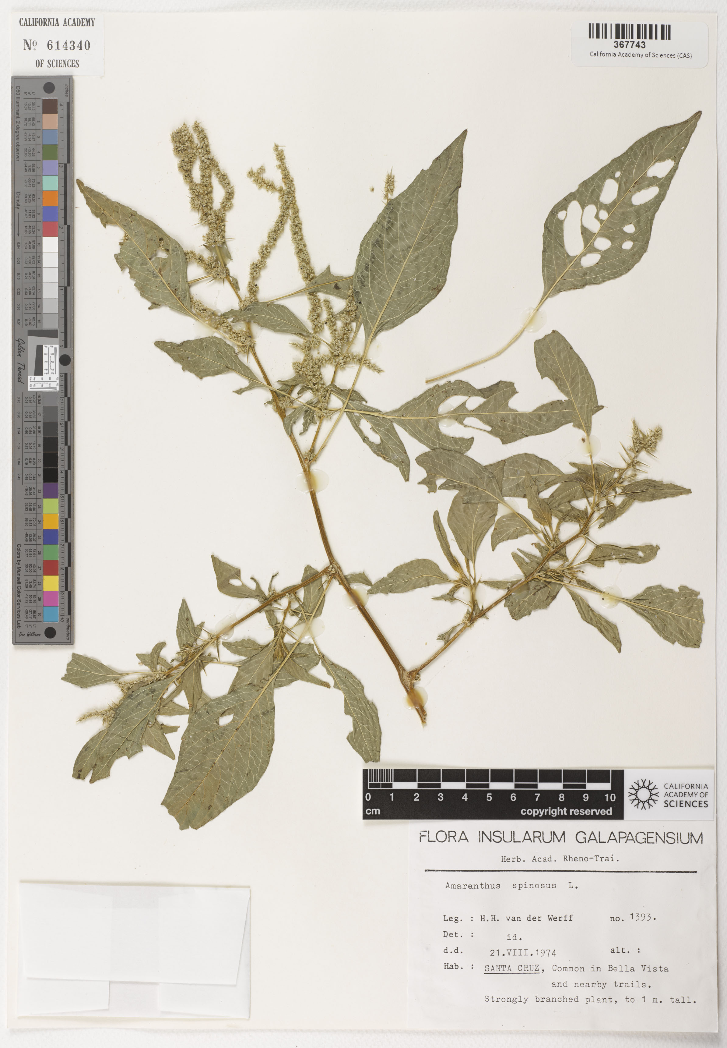 Amaranthus spinosus image