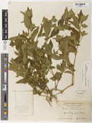 Image of Blechum blechum