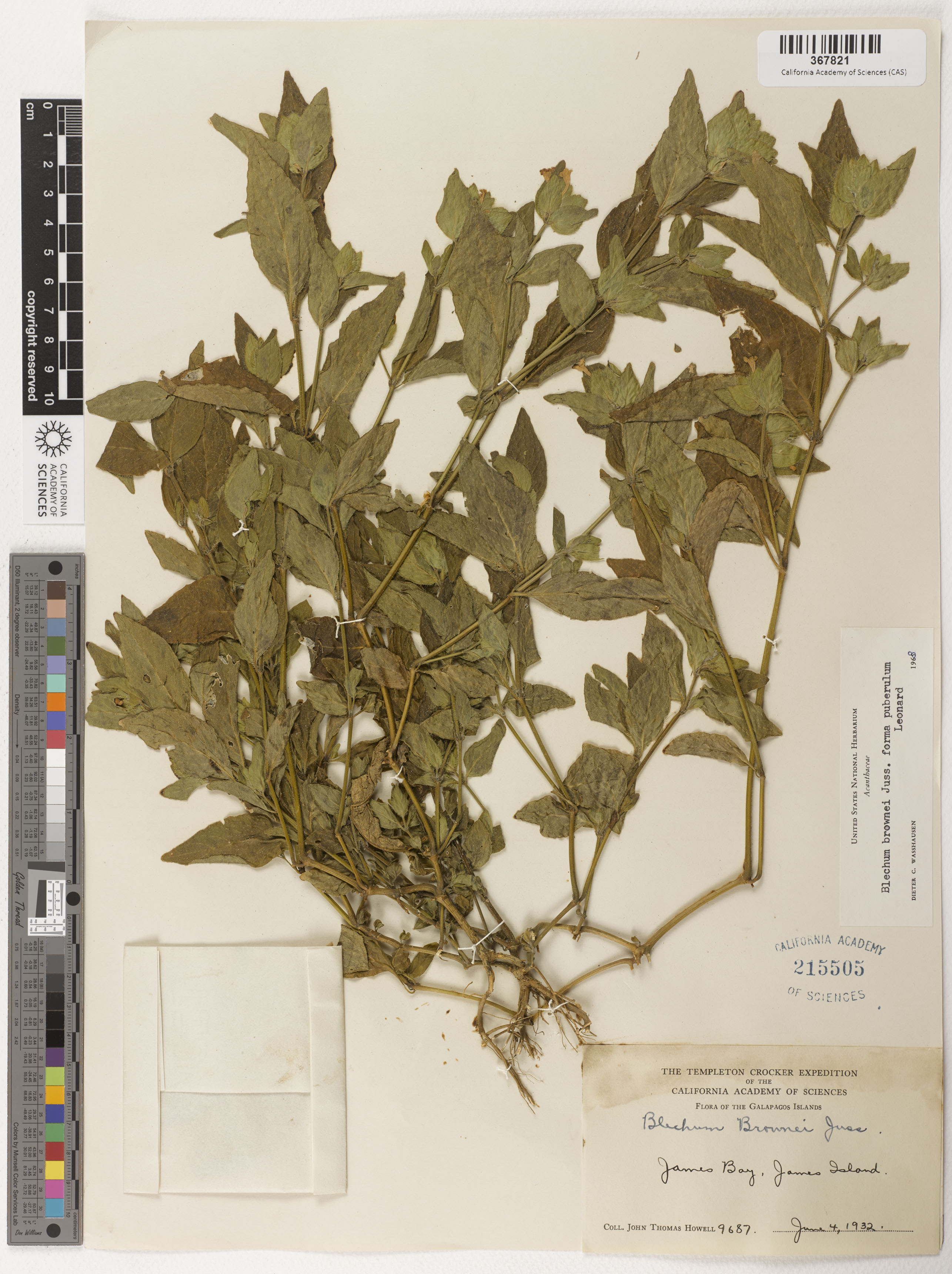 Acanthaceae image