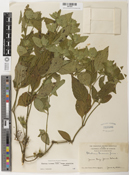 Ruellia blechum image