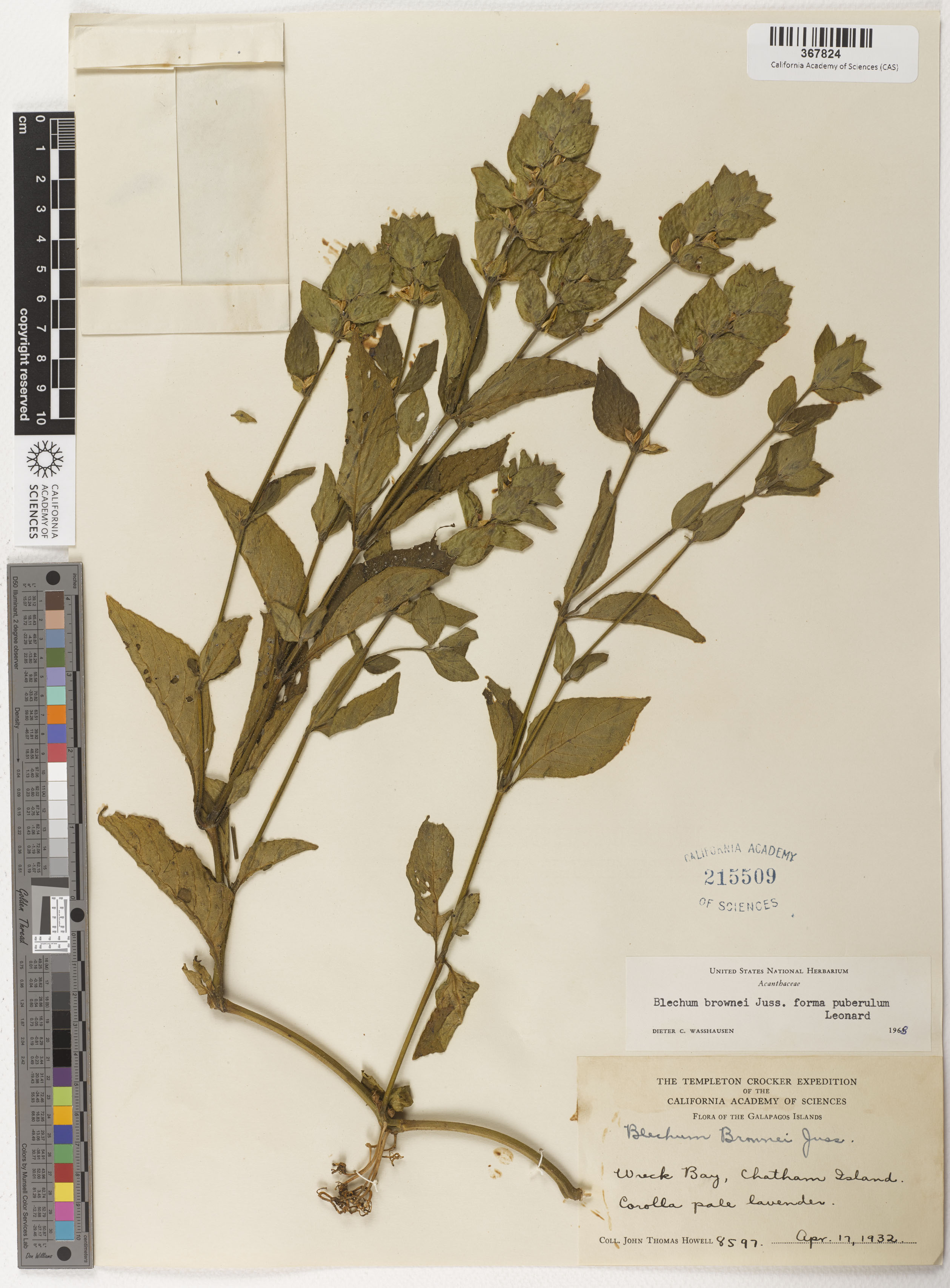 Ruellia blechum image