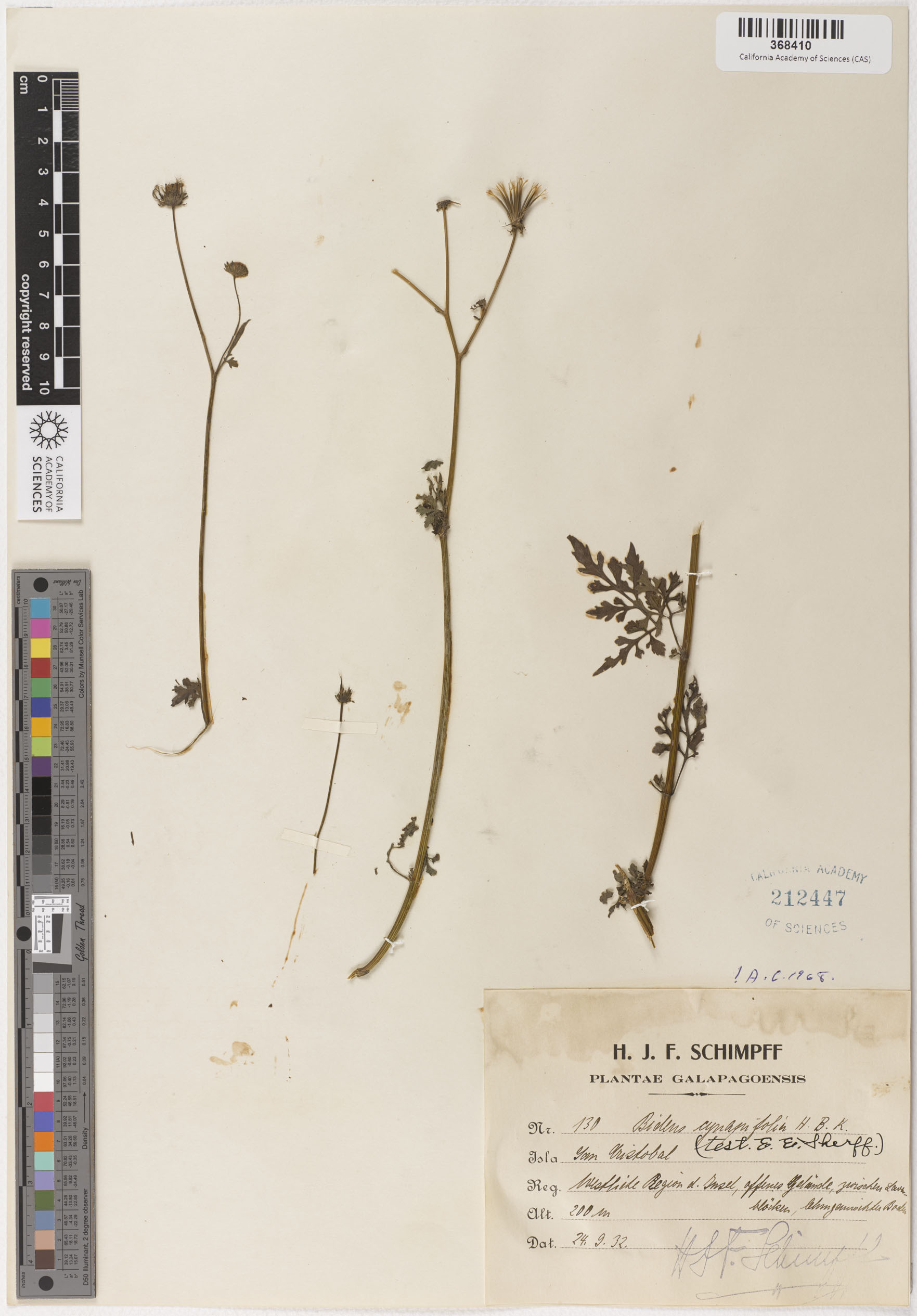 Bidens cynapiifolia image