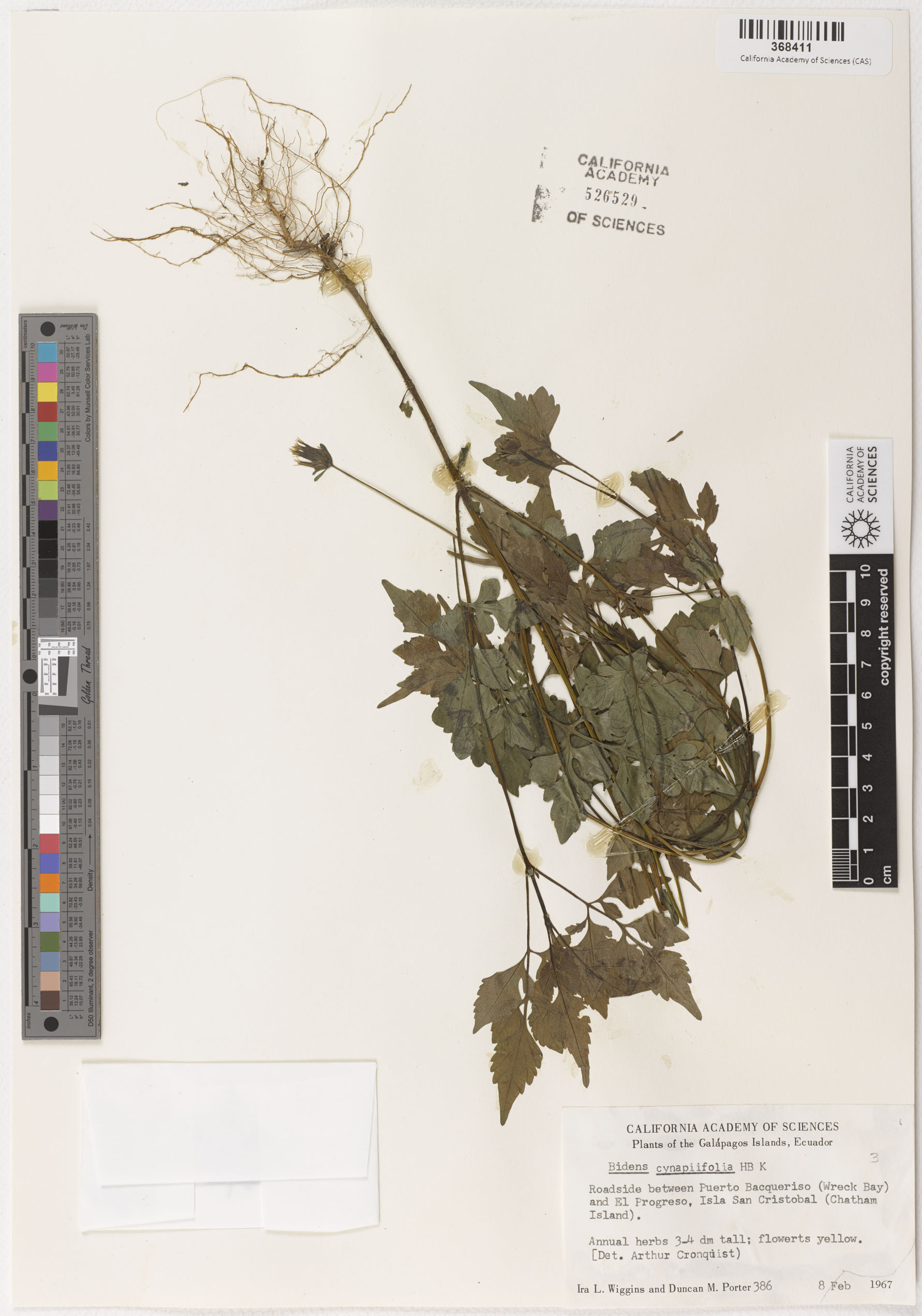 Bidens cynapiifolia image