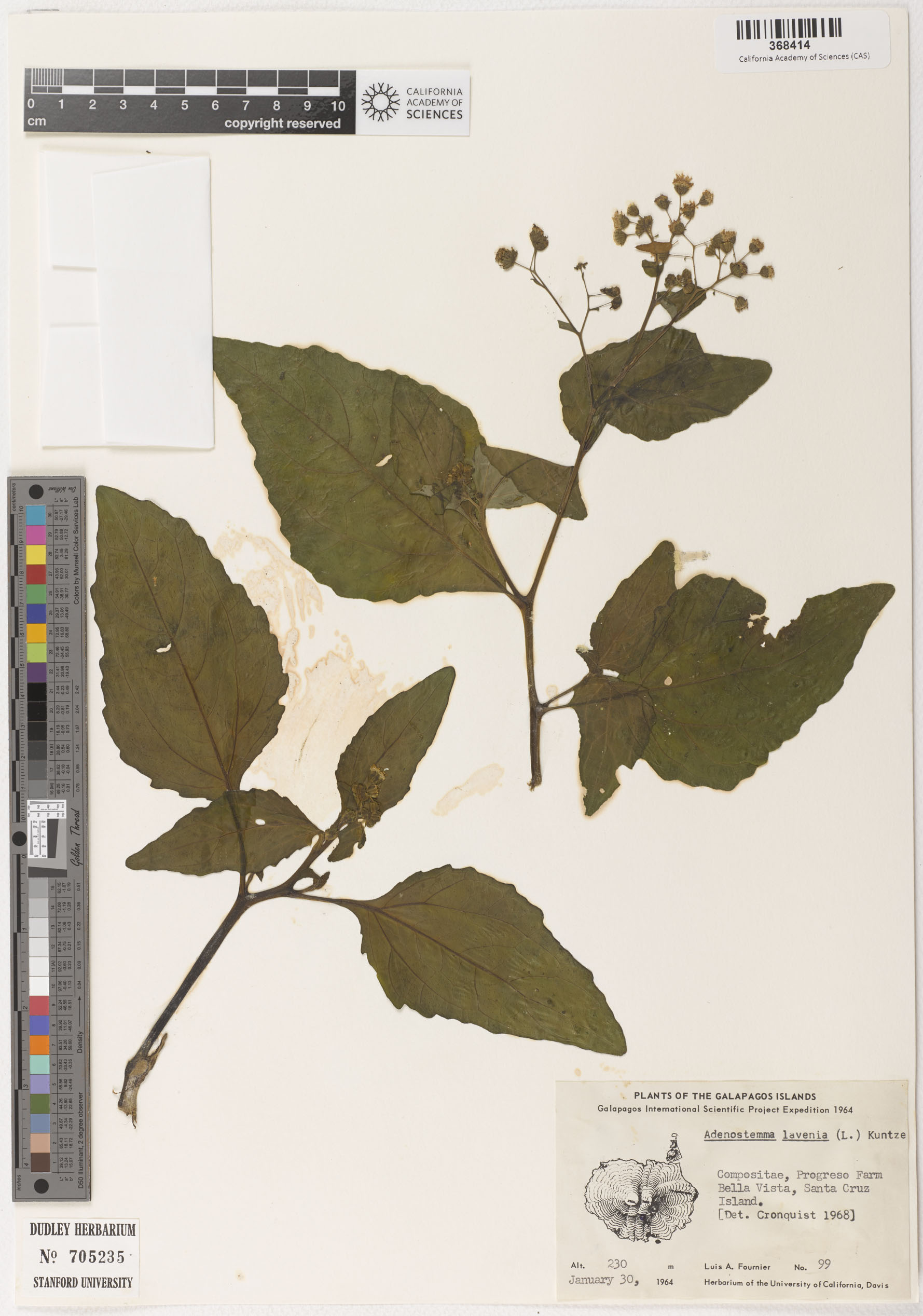 Adenostemma viscosum image