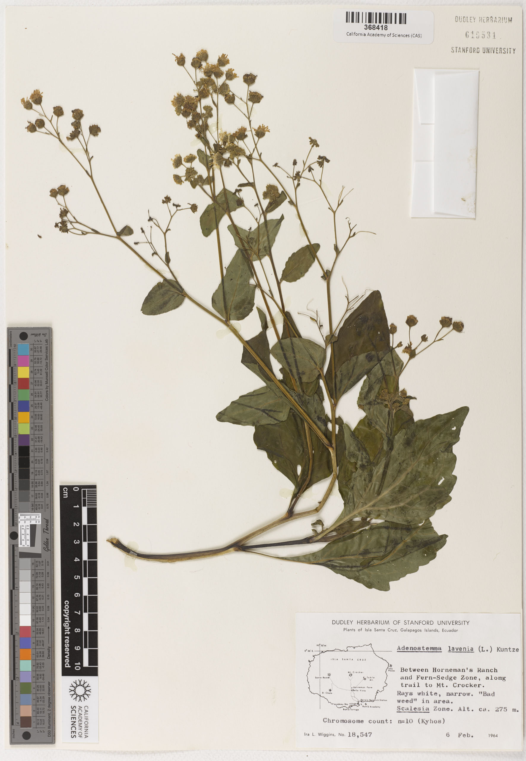 Adenostemma viscosum image