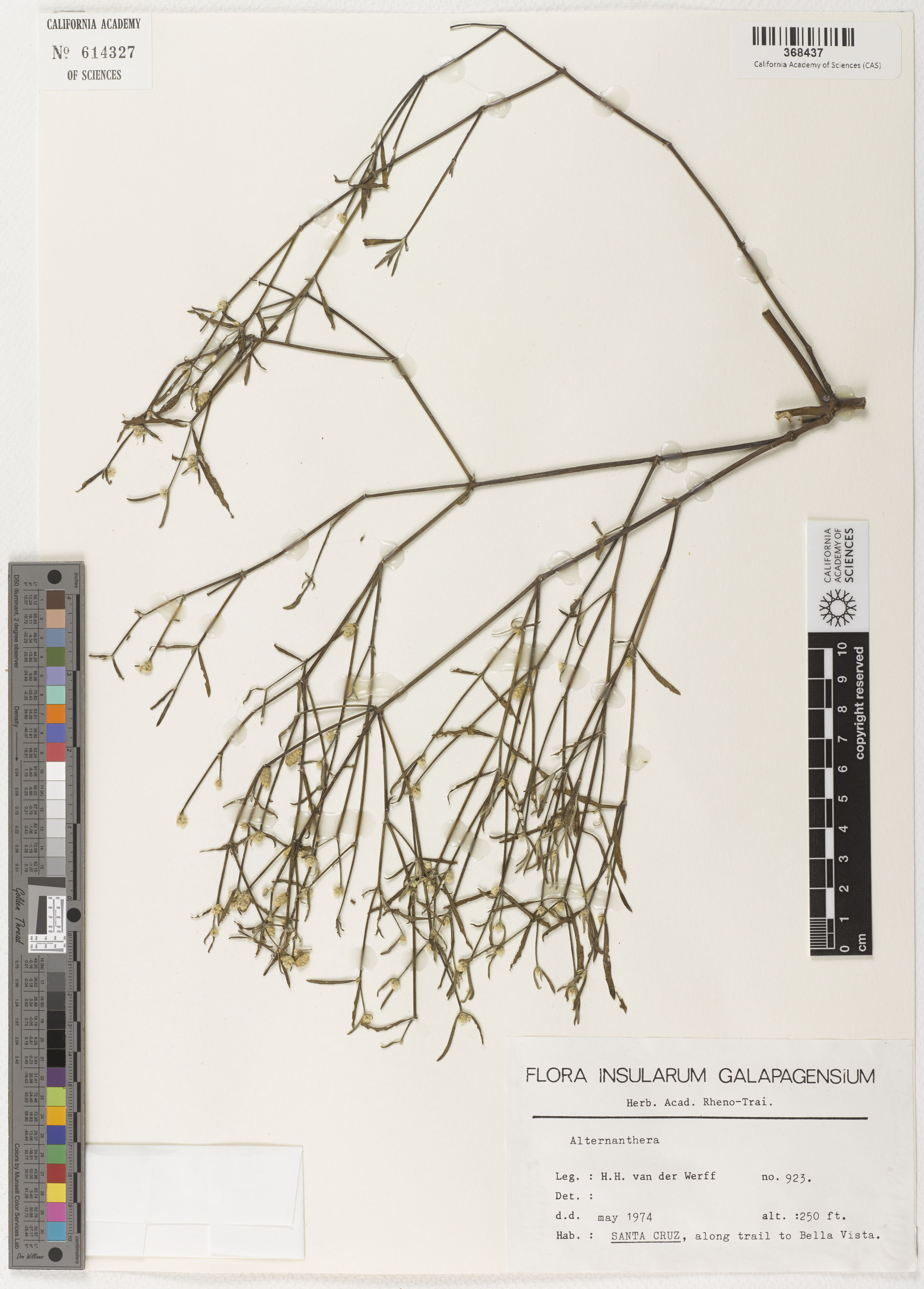 Alternanthera image