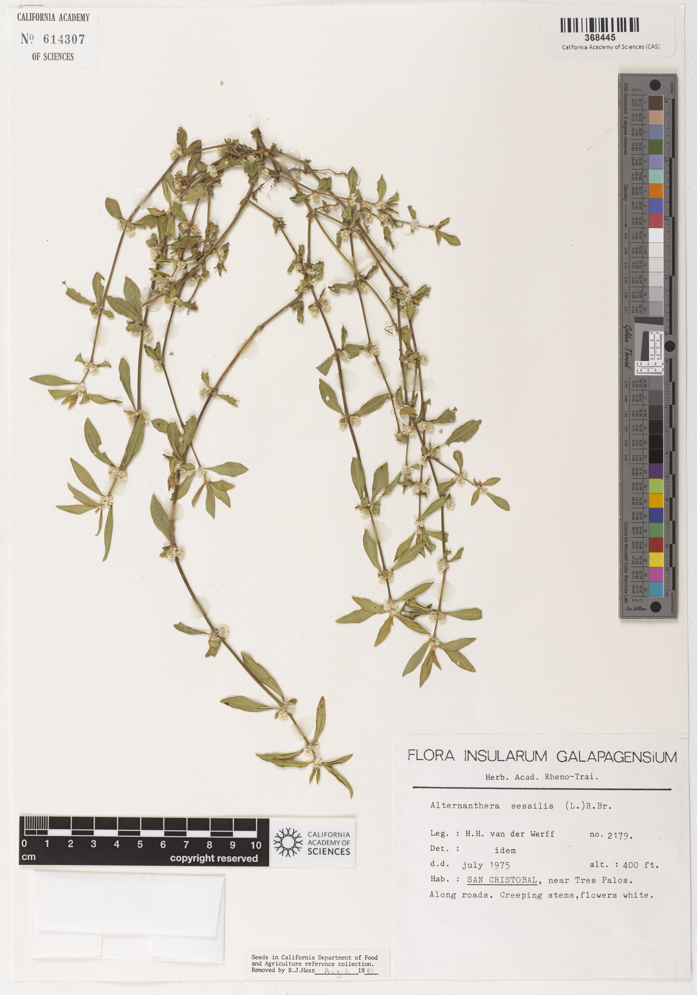 Alternanthera sessilis image