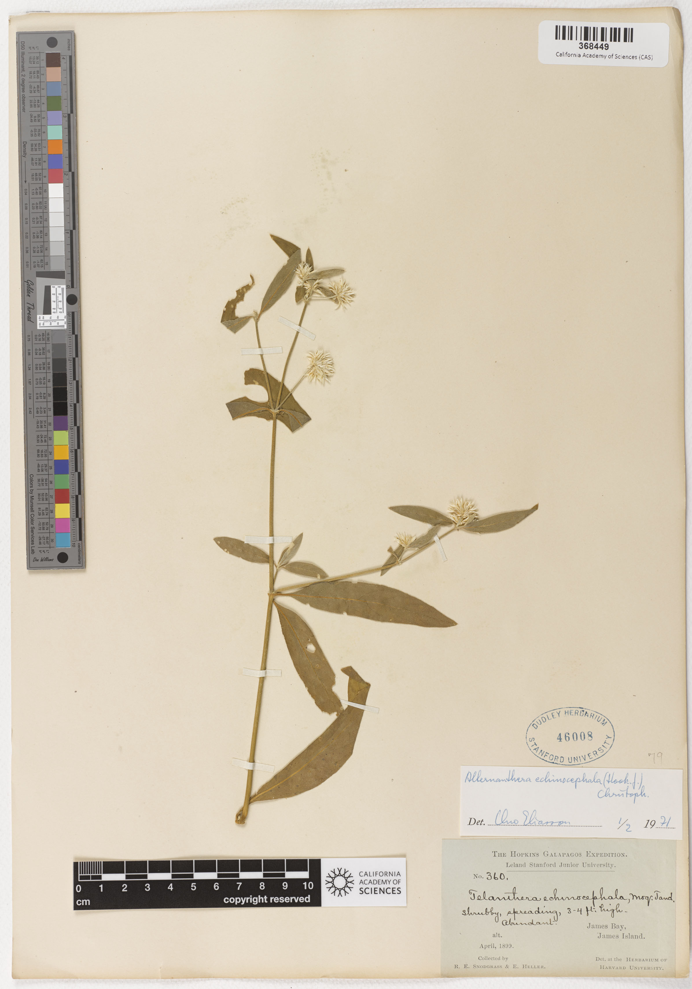 Alternanthera echinocephala image