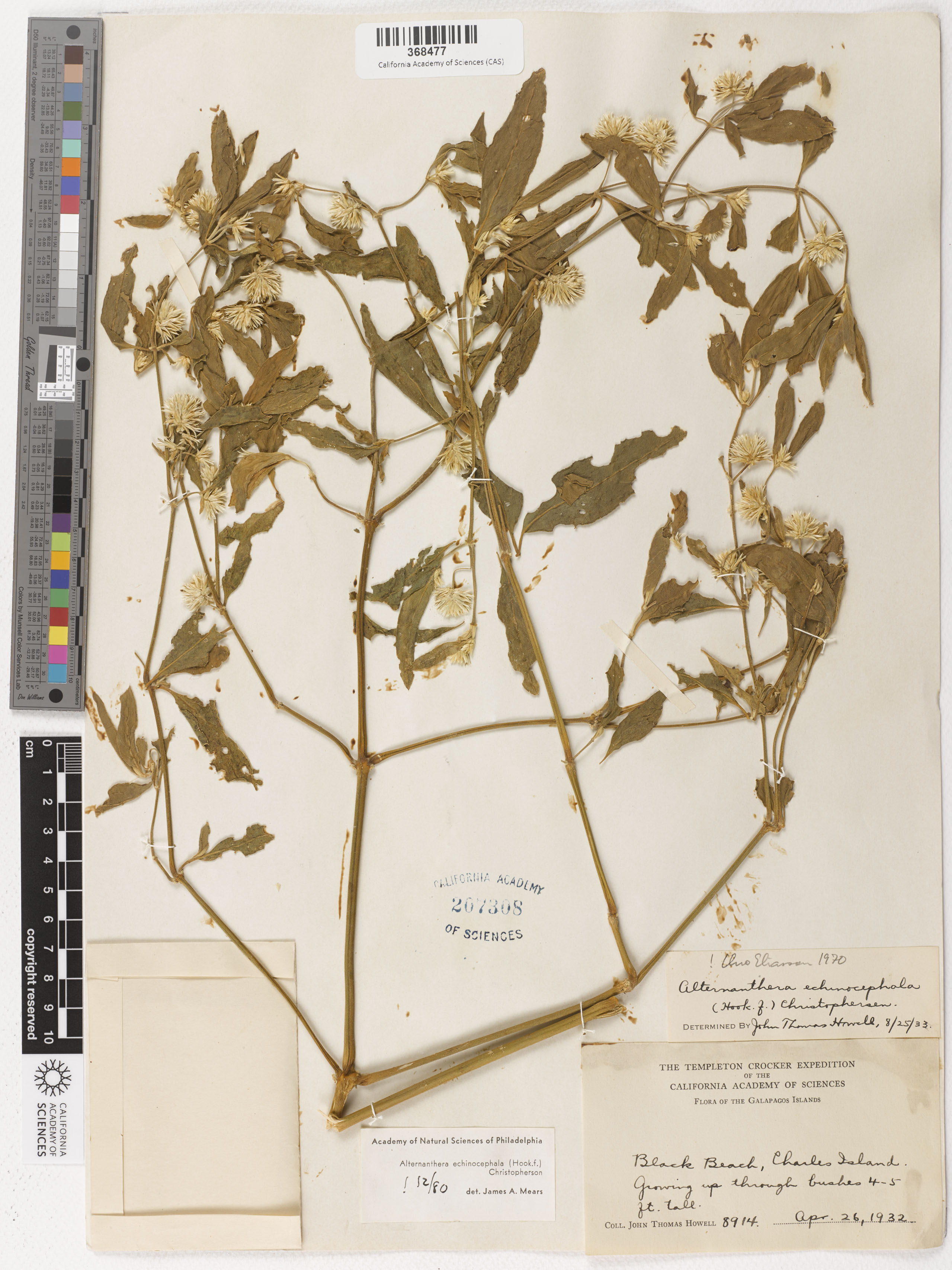 Alternanthera echinocephala image