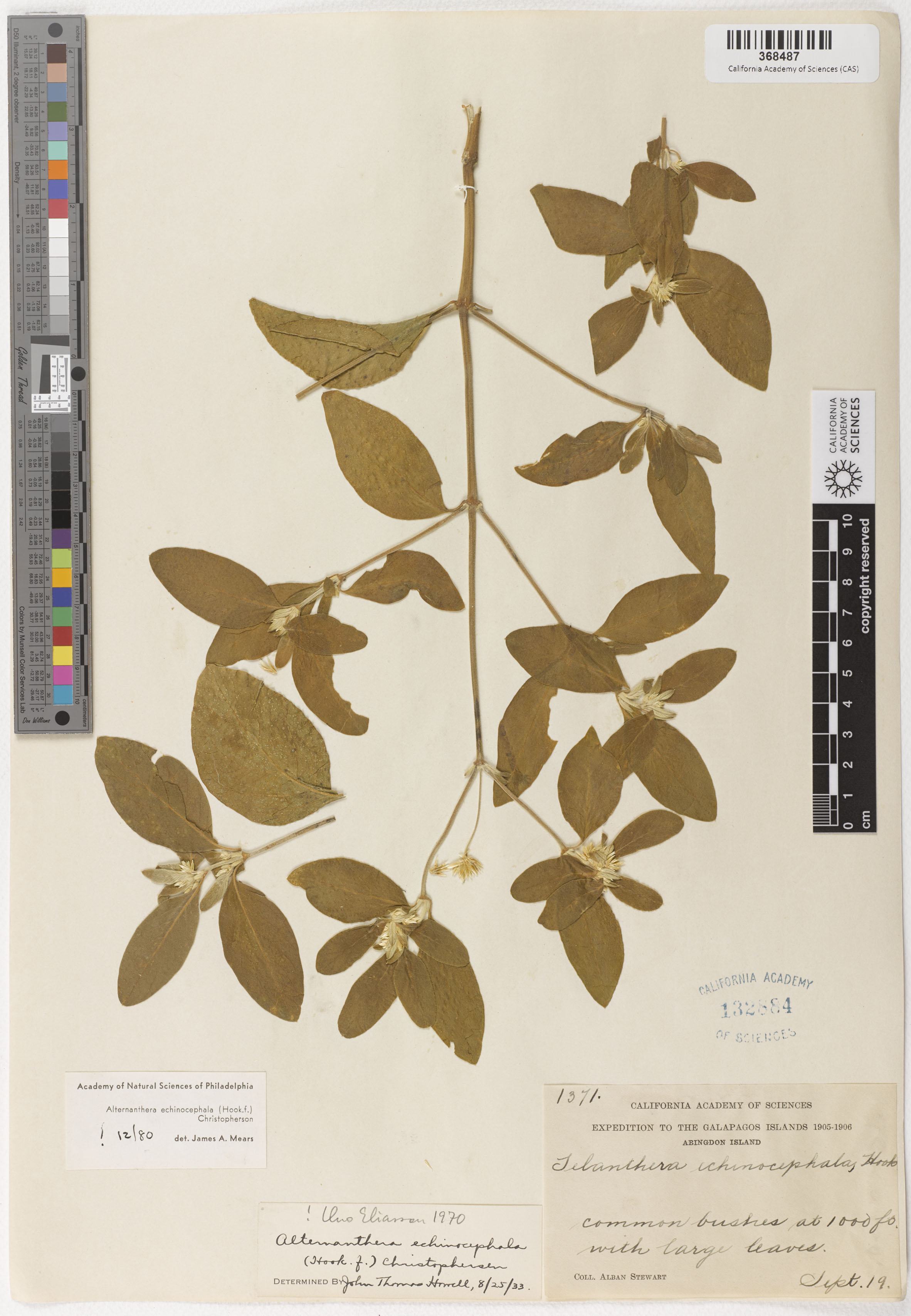 Alternanthera echinocephala image