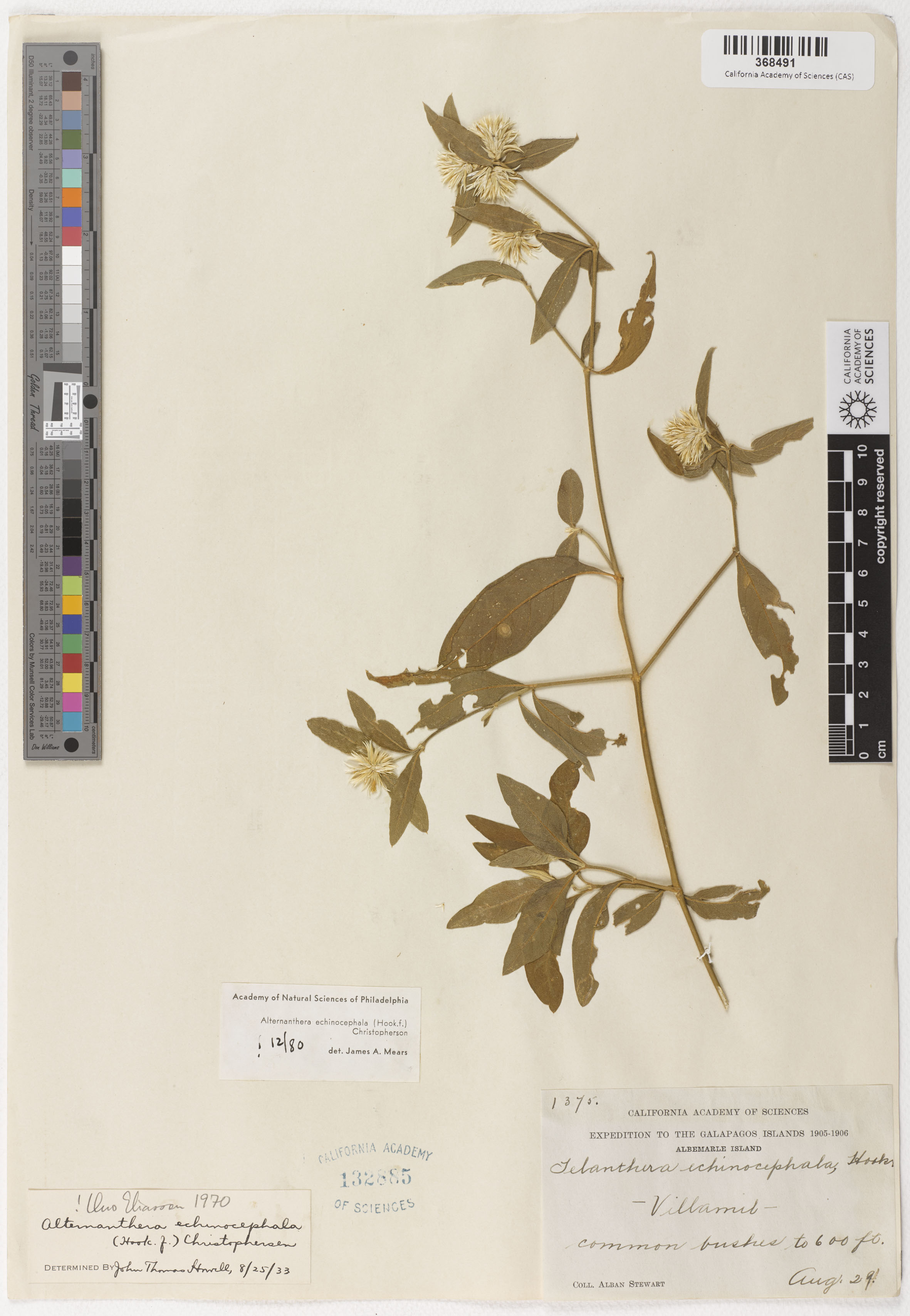 Alternanthera echinocephala image