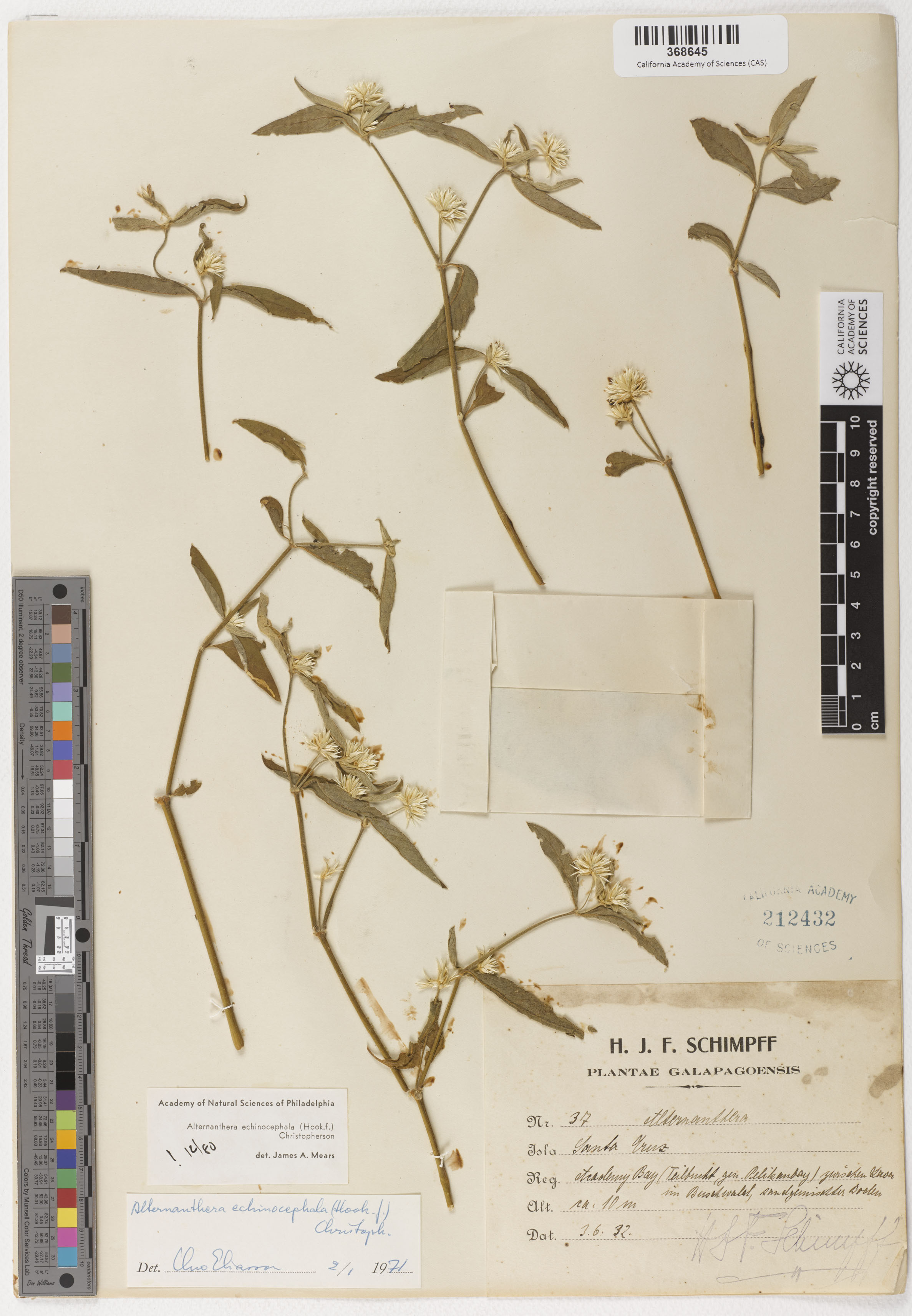 Alternanthera echinocephala image