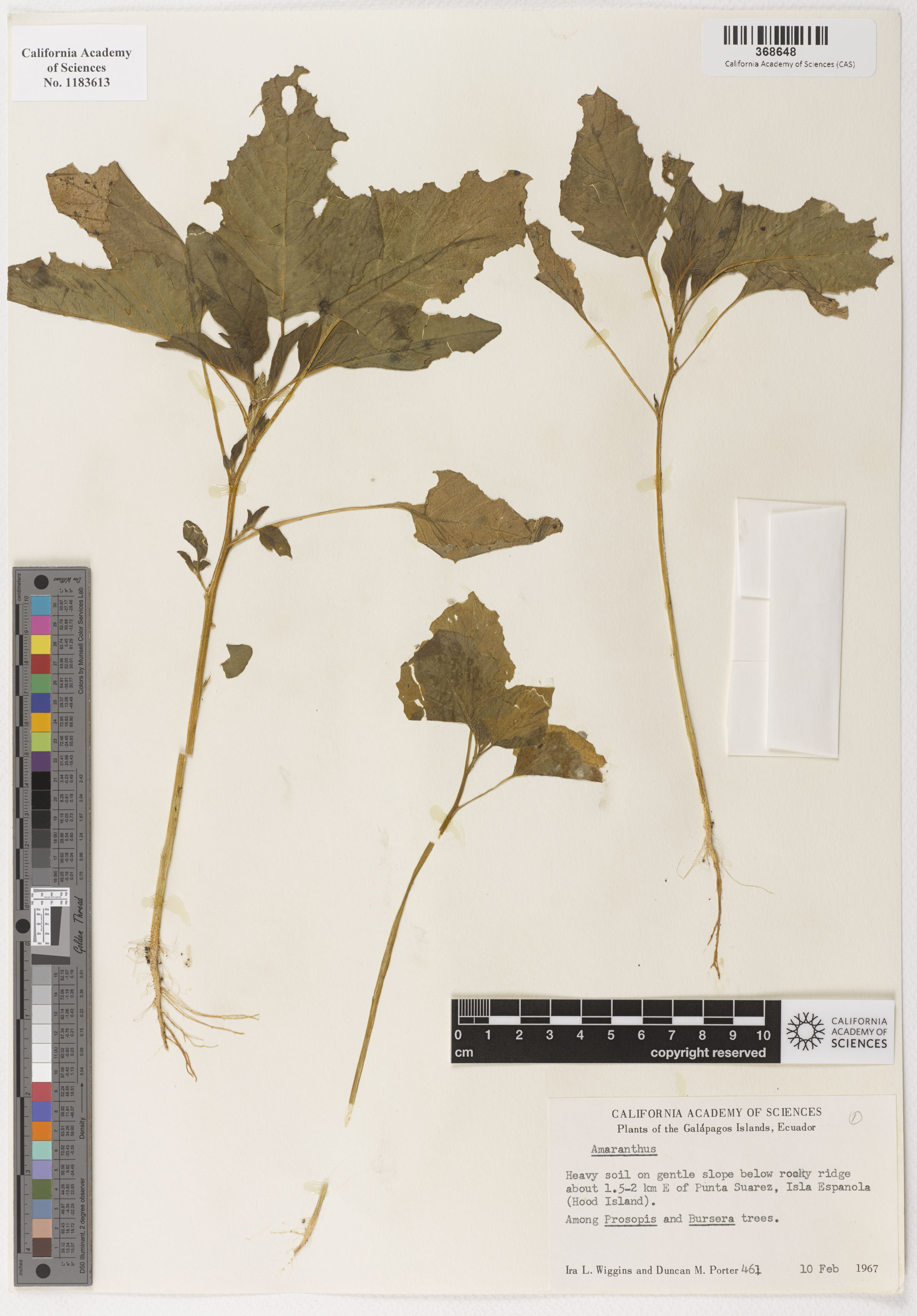 Amaranthus image