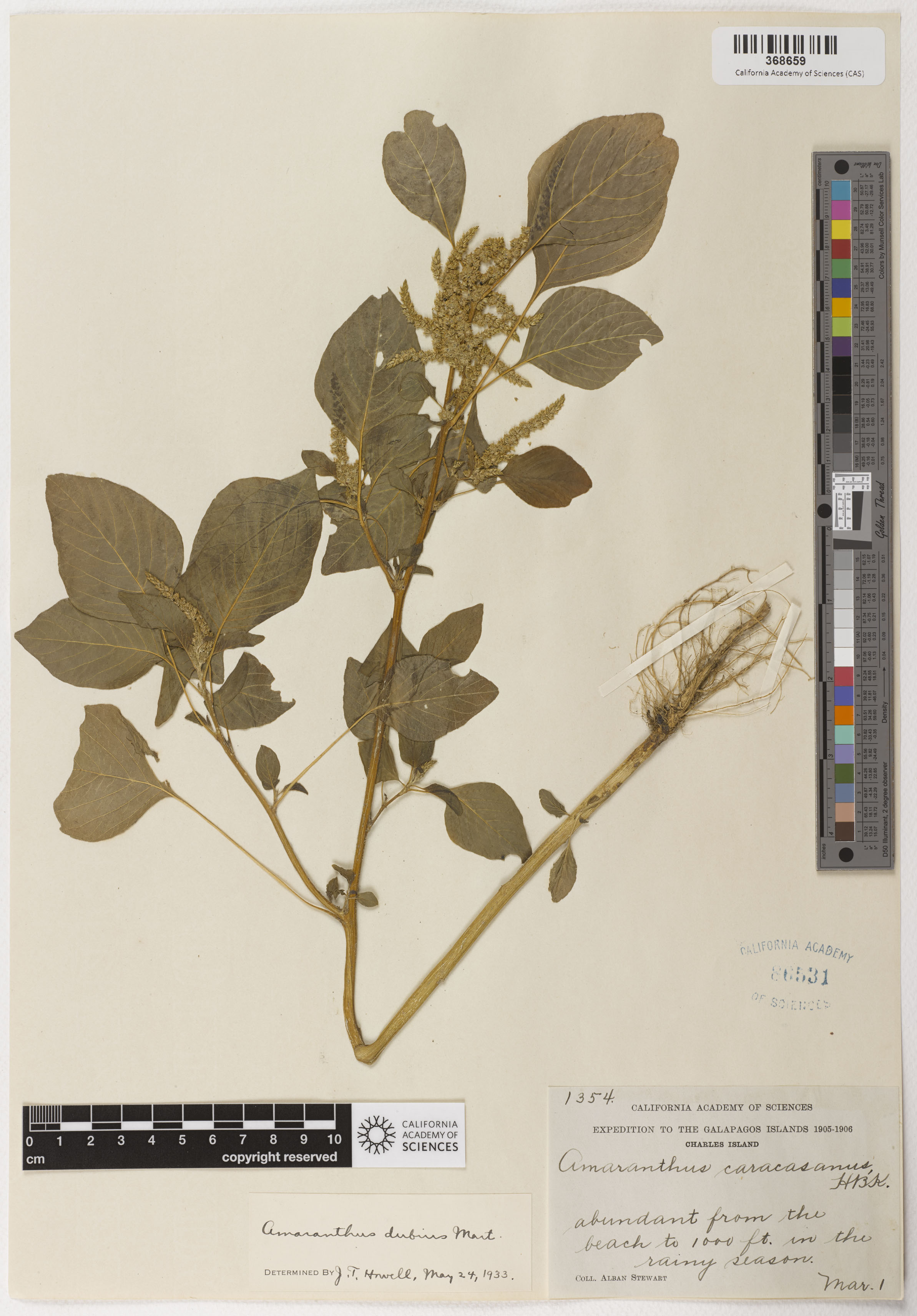 Amaranthus image