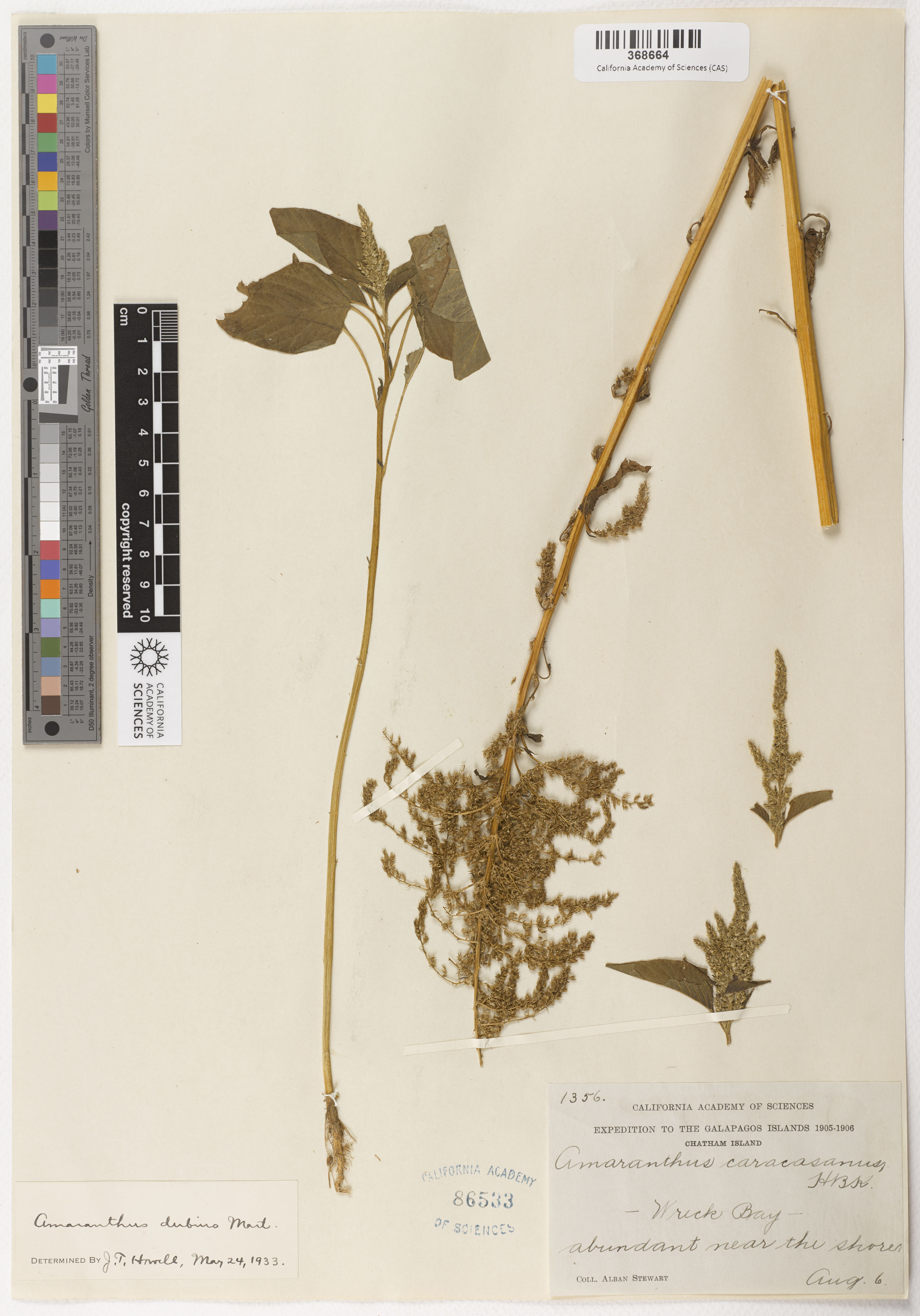 Amaranthus dubius image