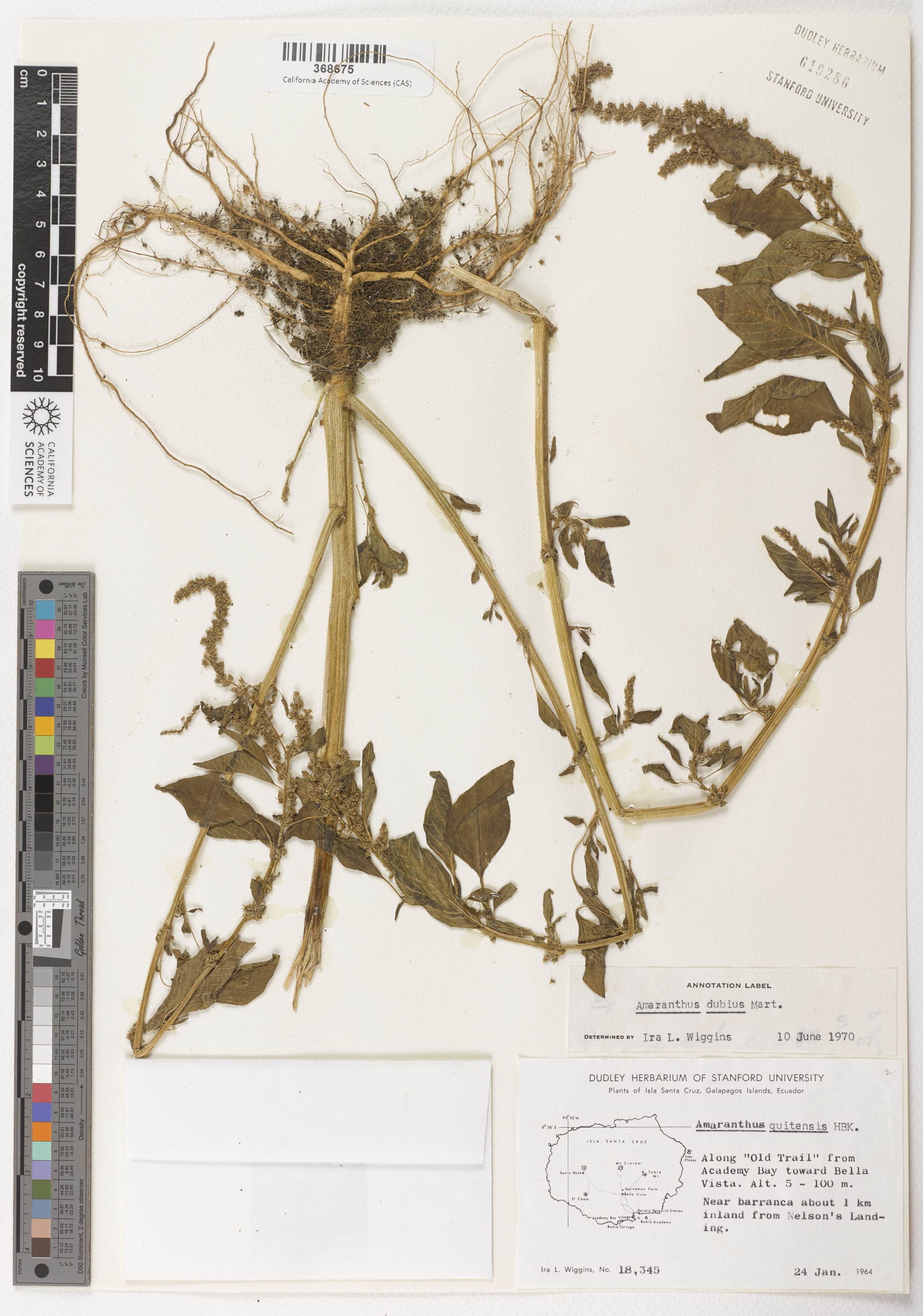 Amaranthus dubius image