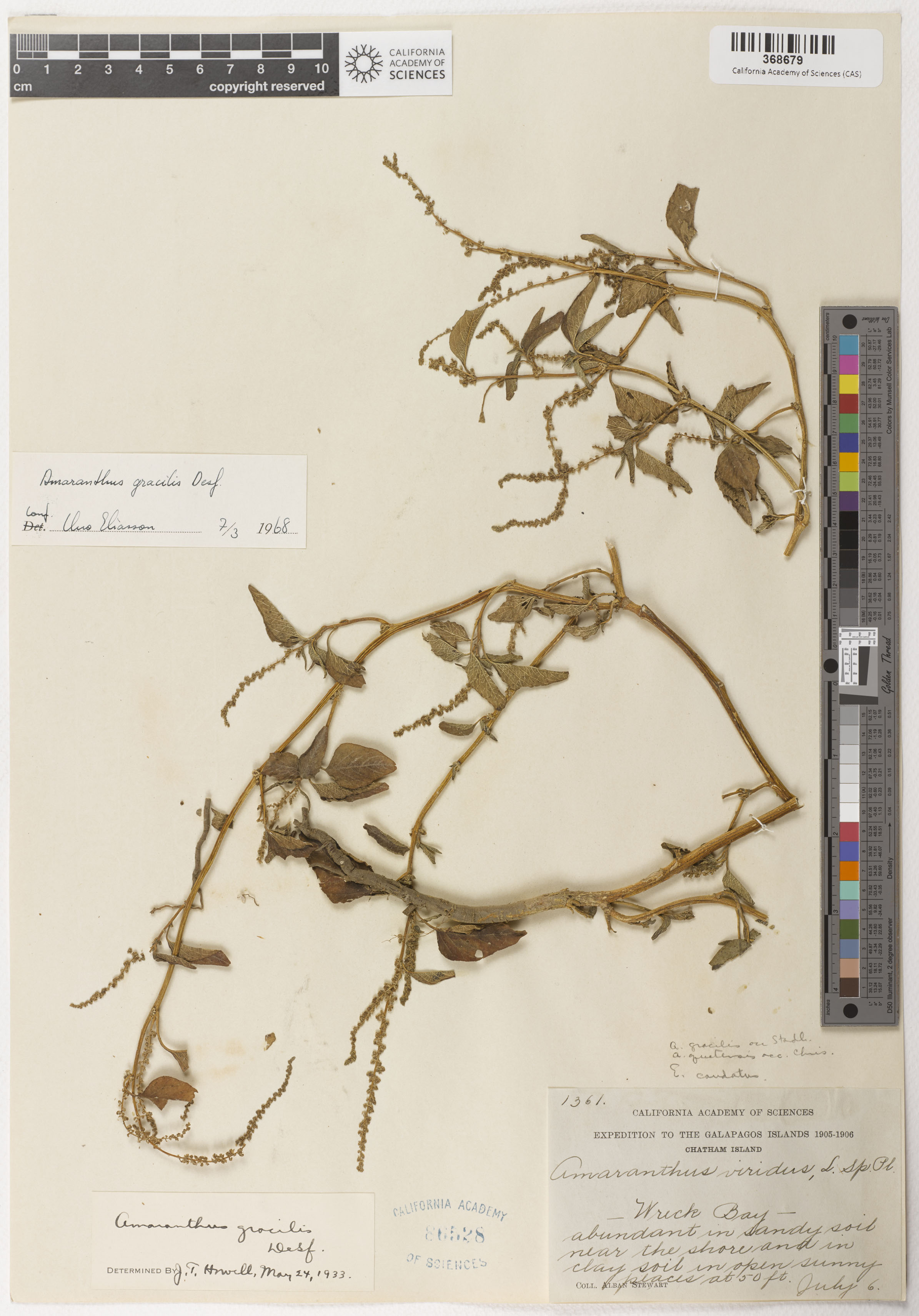 Amaranthus viridis image