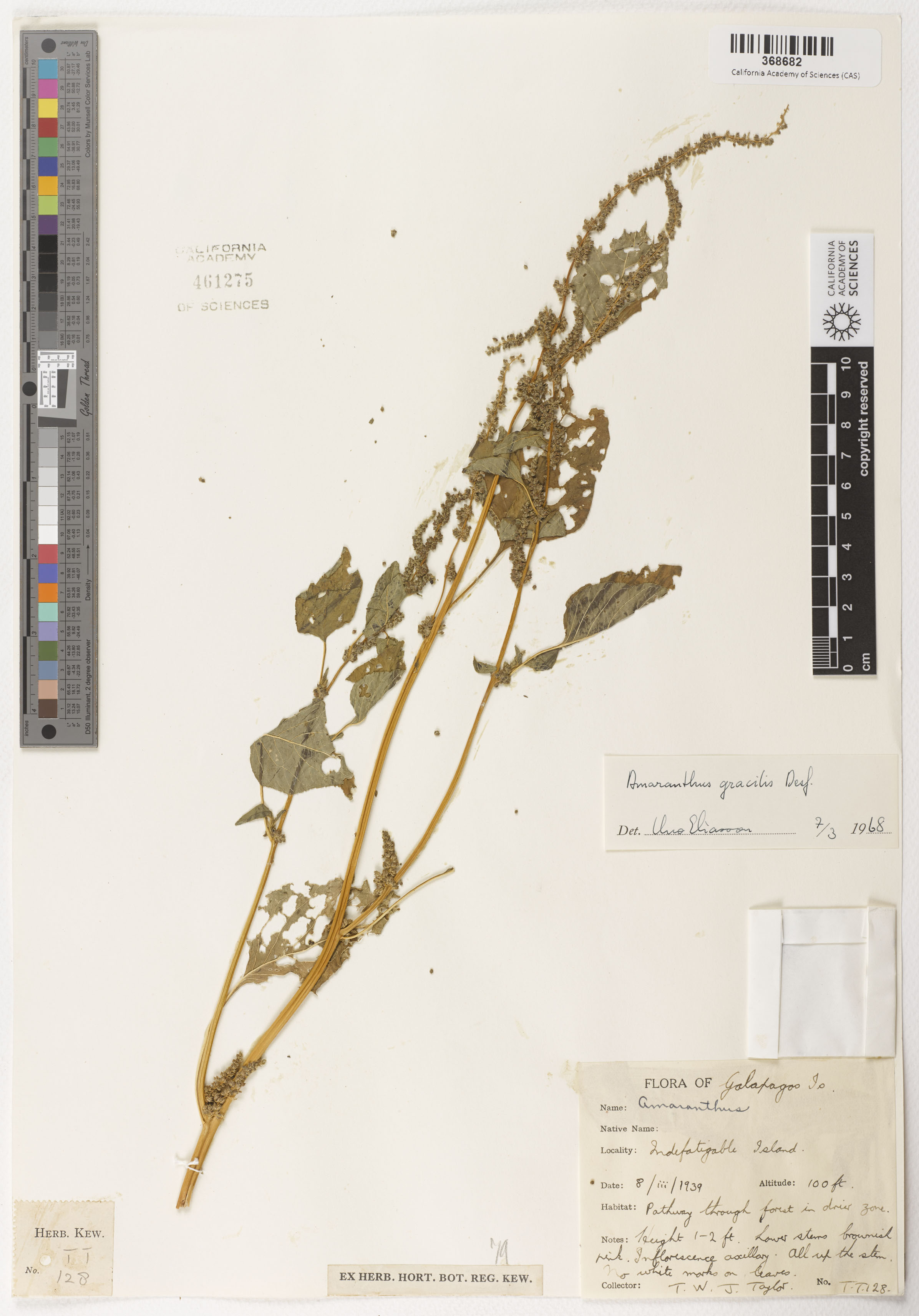 Amaranthus viridis image