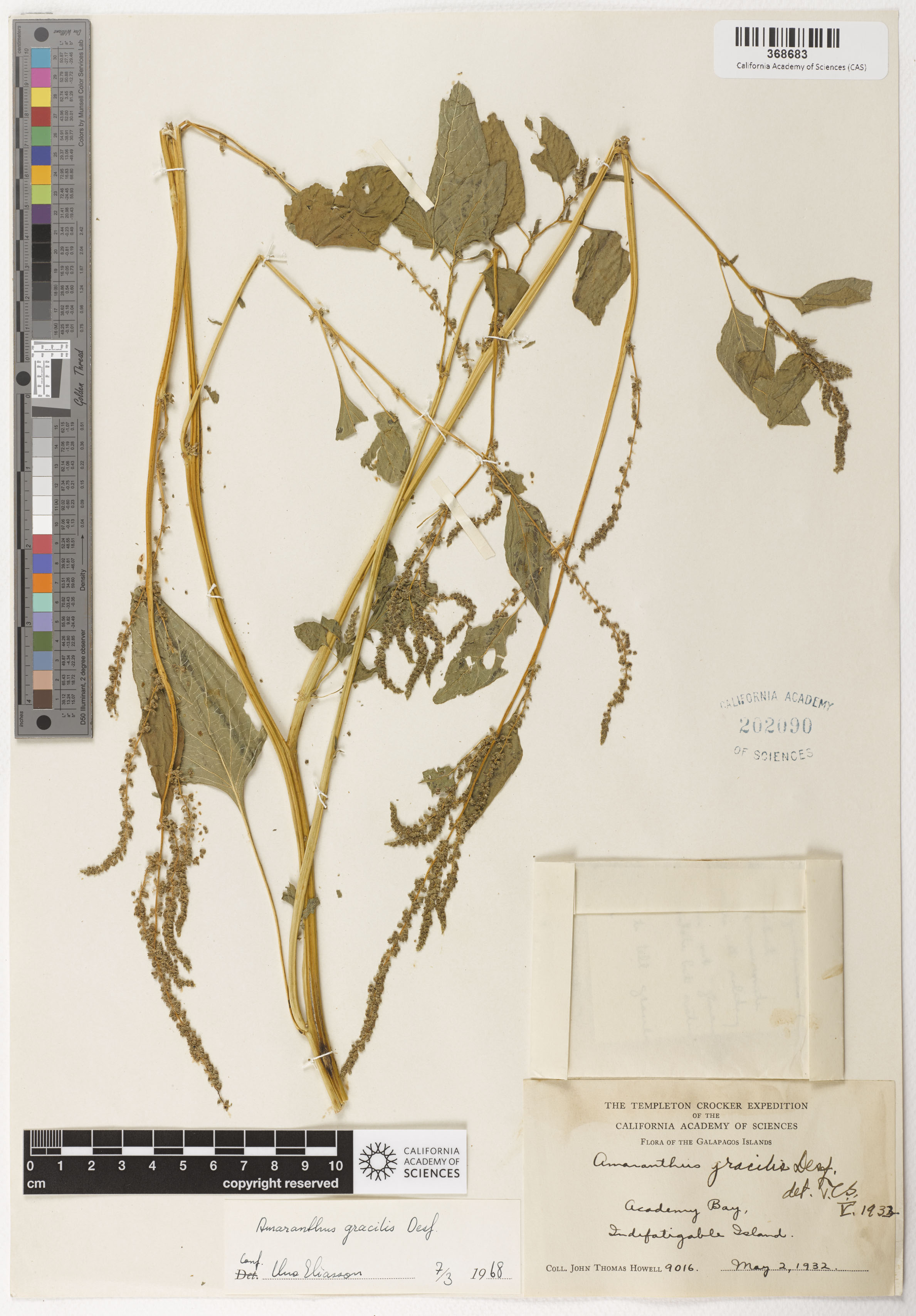 Amaranthus viridis image