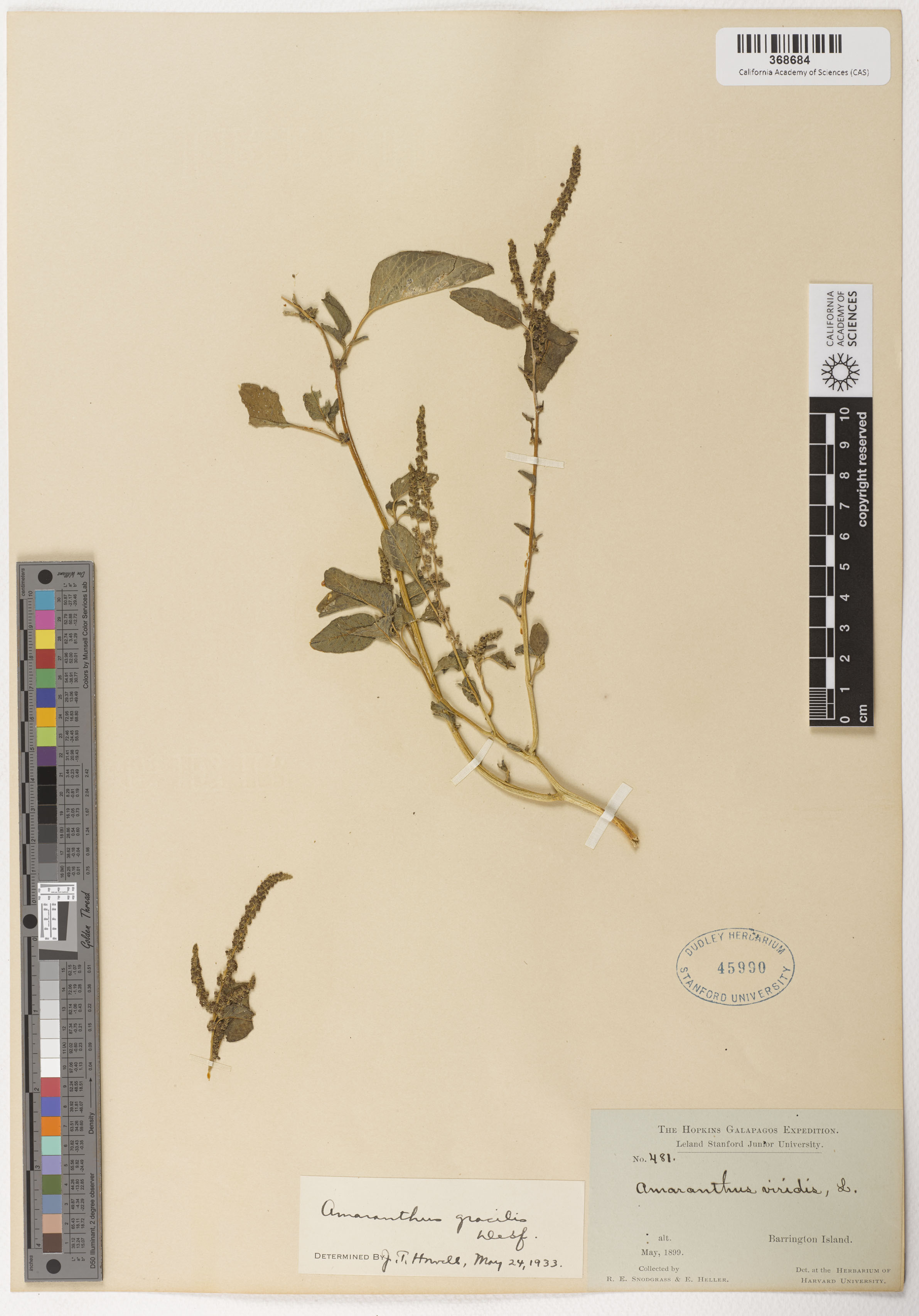 Amaranthus viridis image