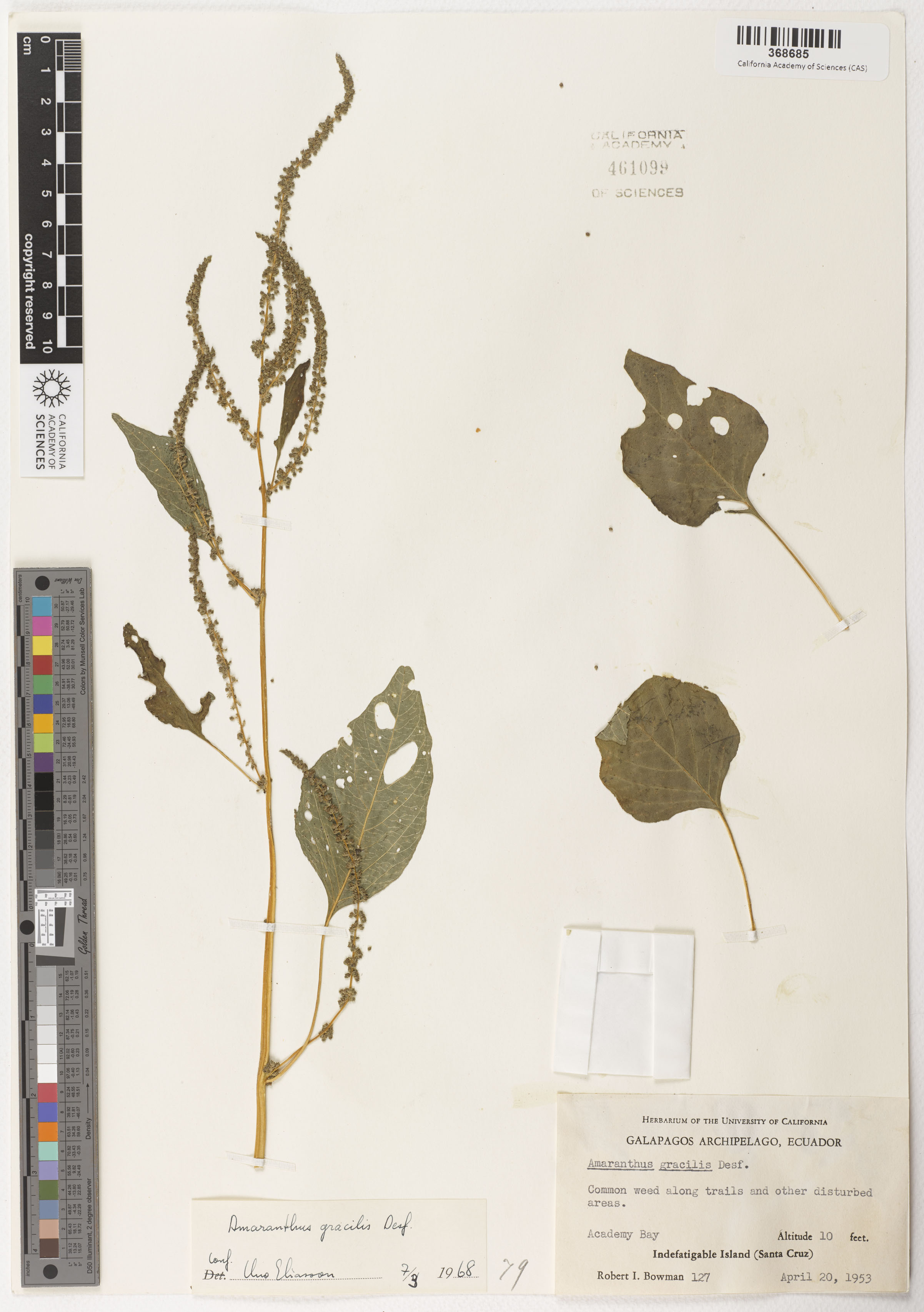 Amaranthus viridis image