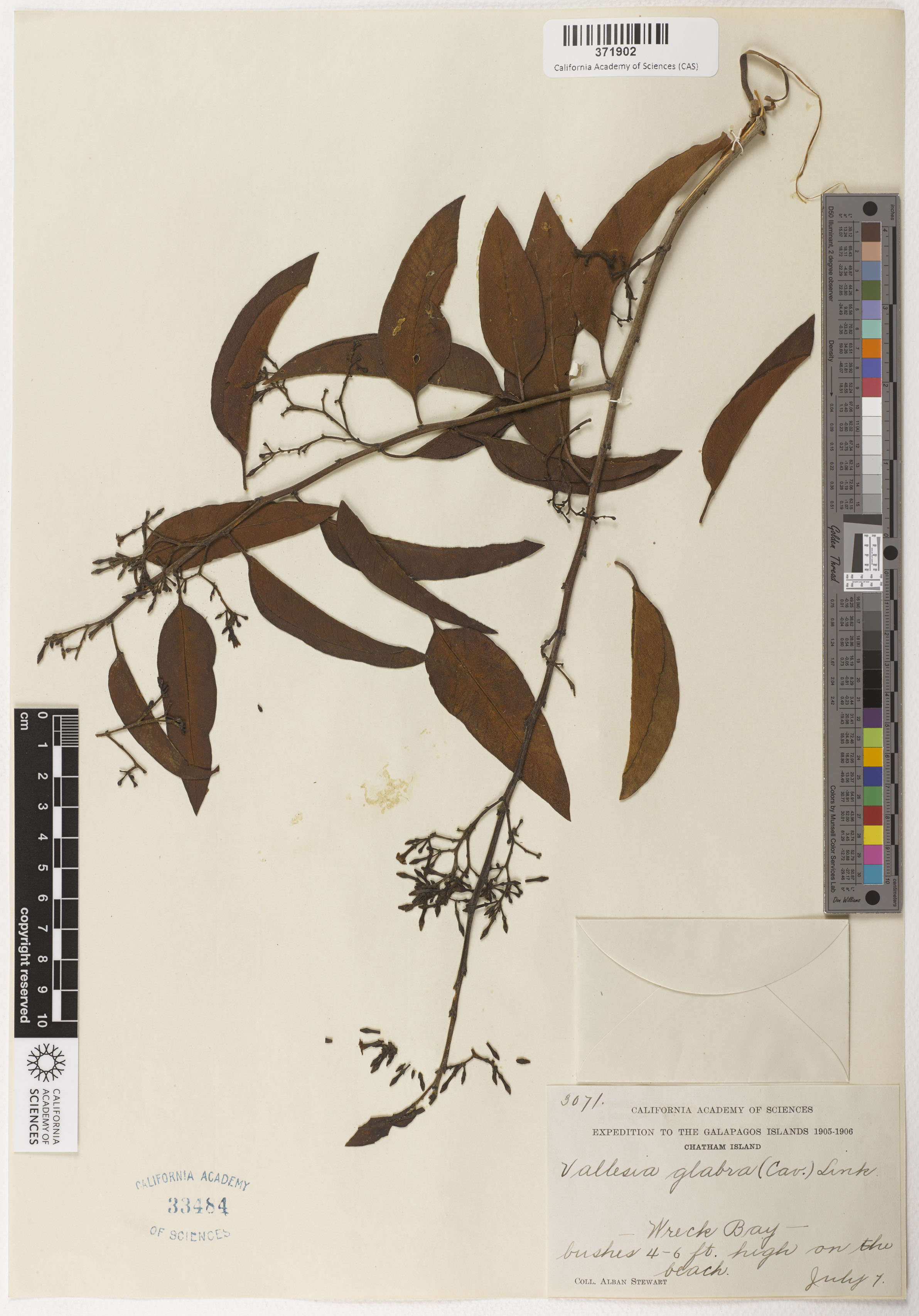 Apocynaceae image