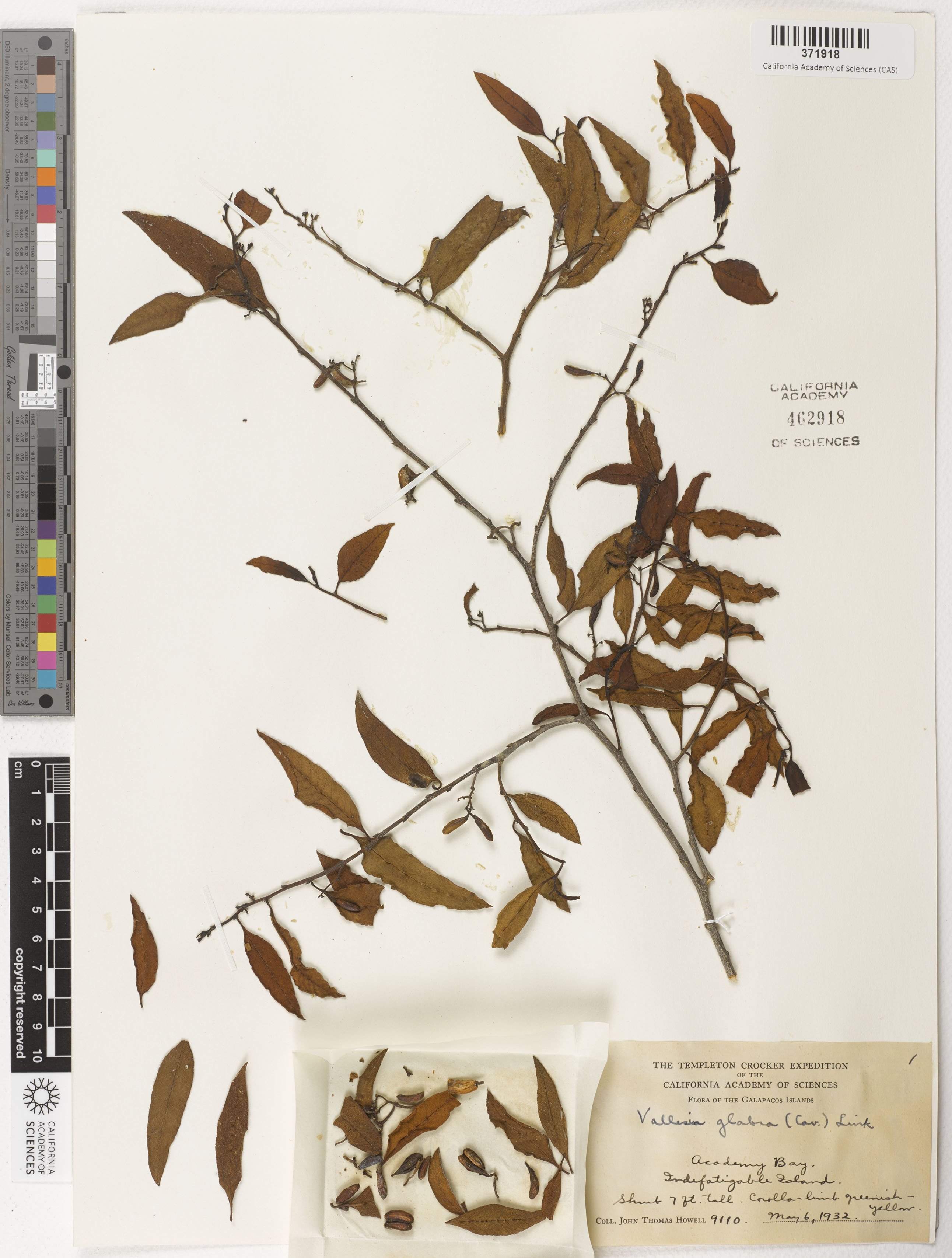 Apocynaceae image