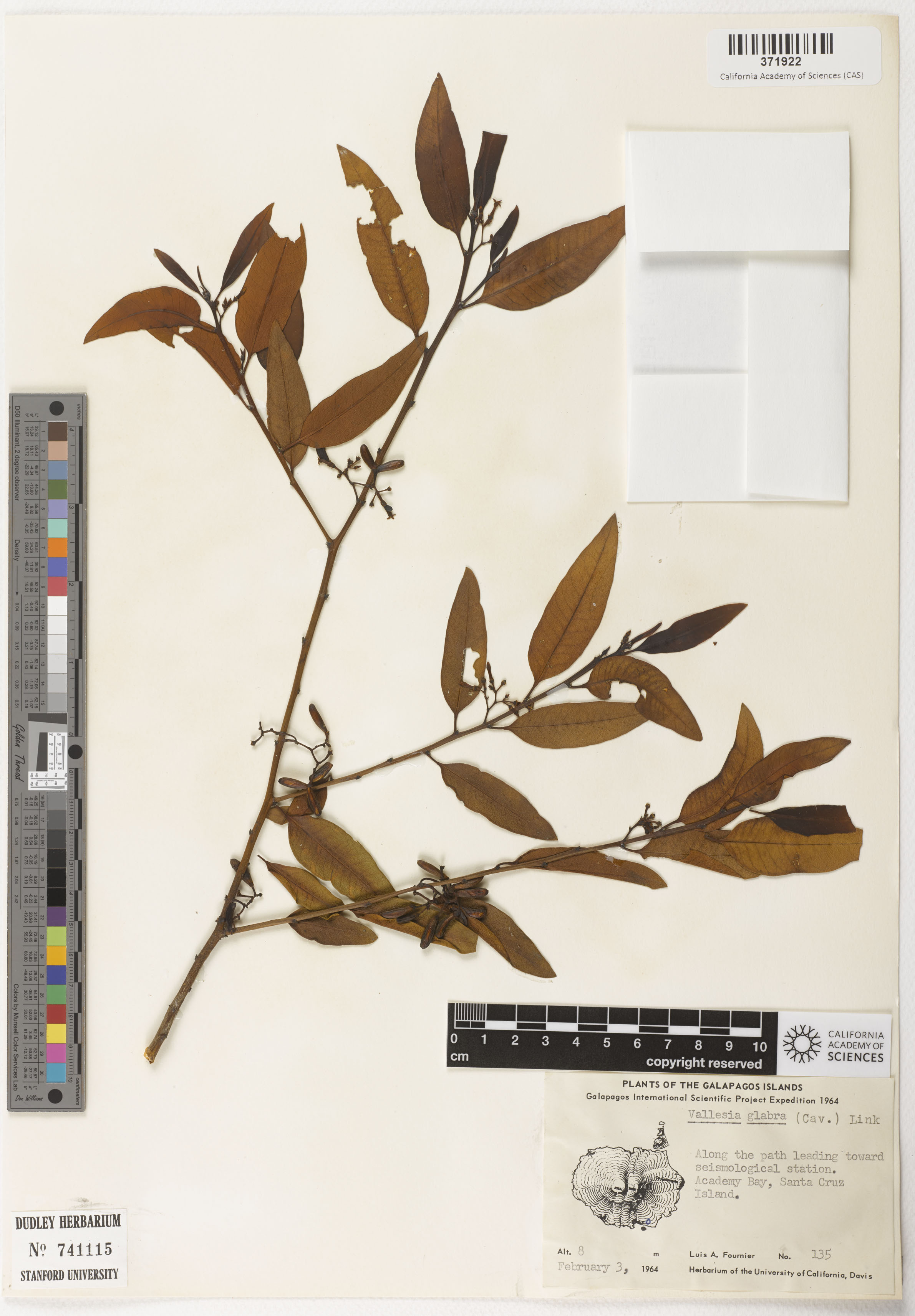 Vallesia glabra image