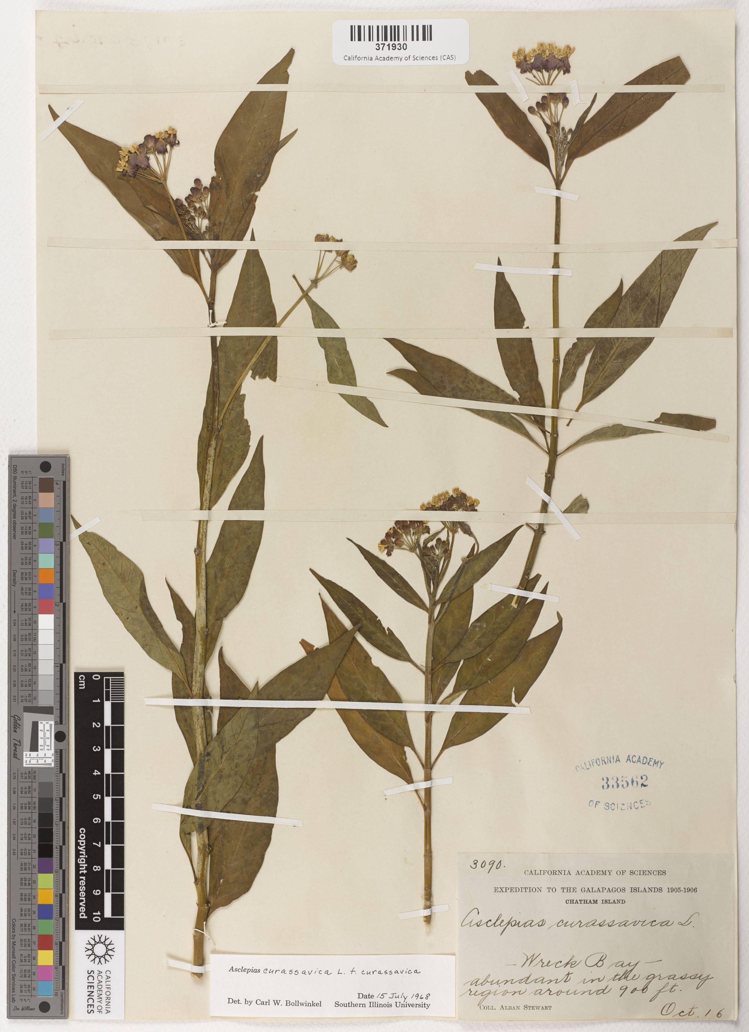 Asclepias curassavica image