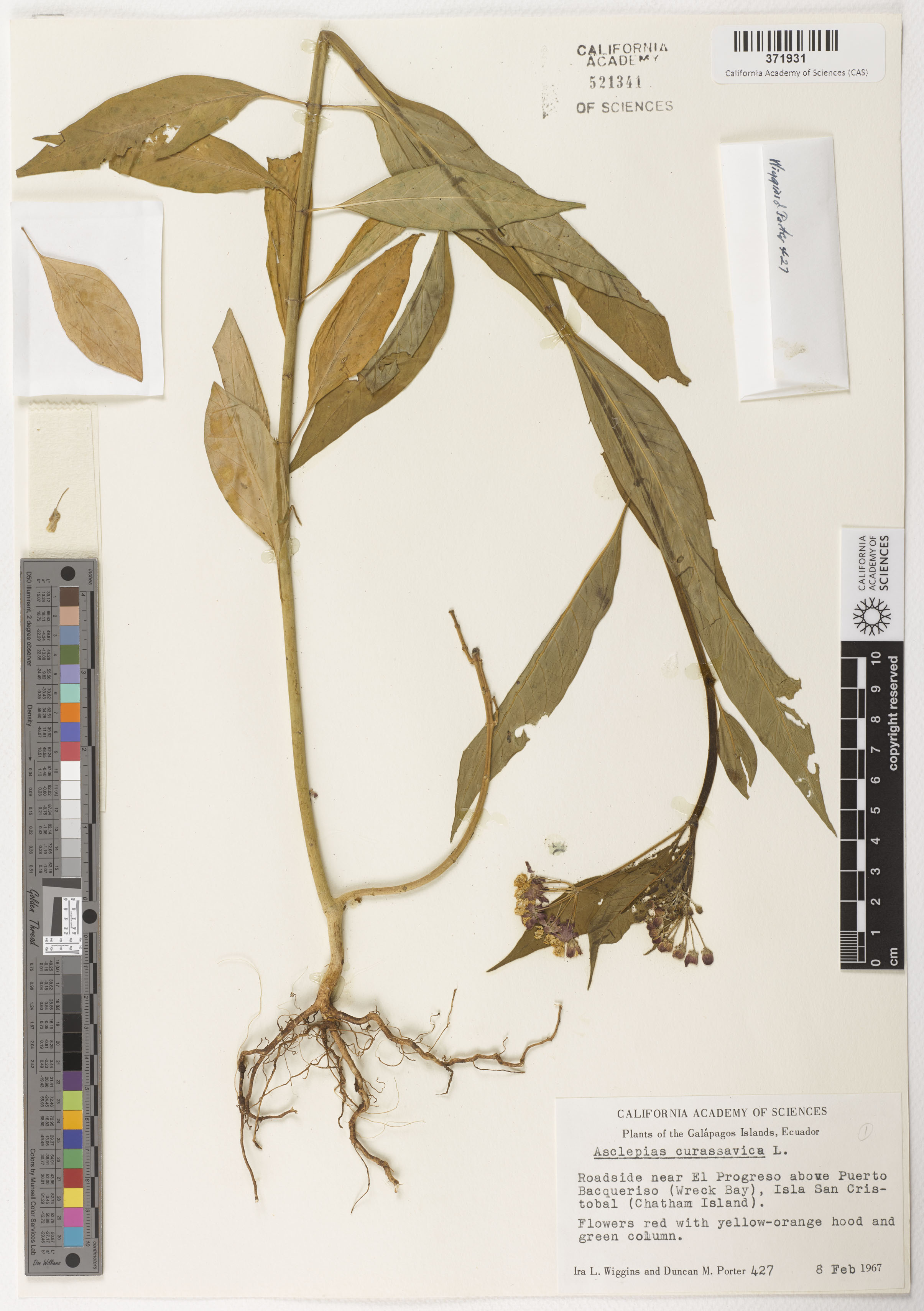 Asclepias curassavica image