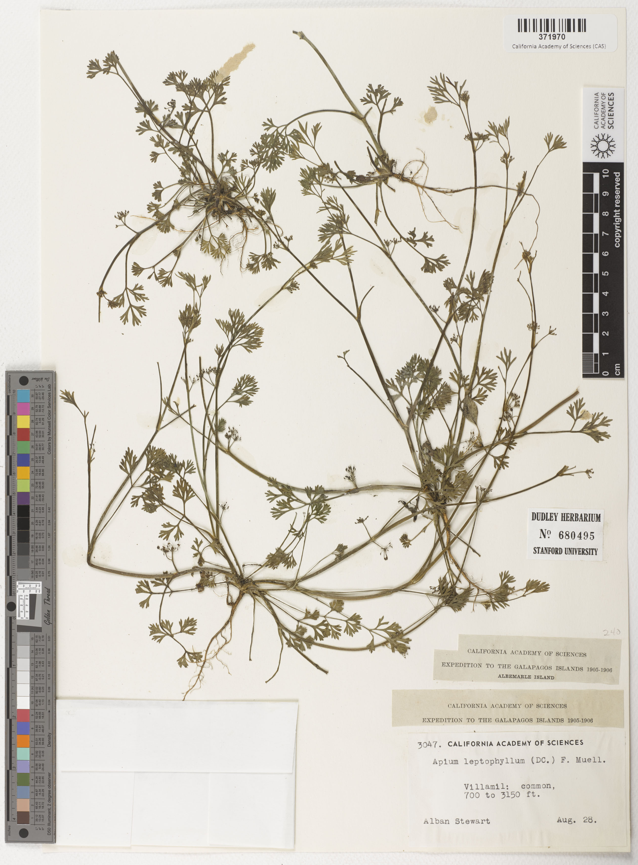 Cyclospermum leptophyllum image