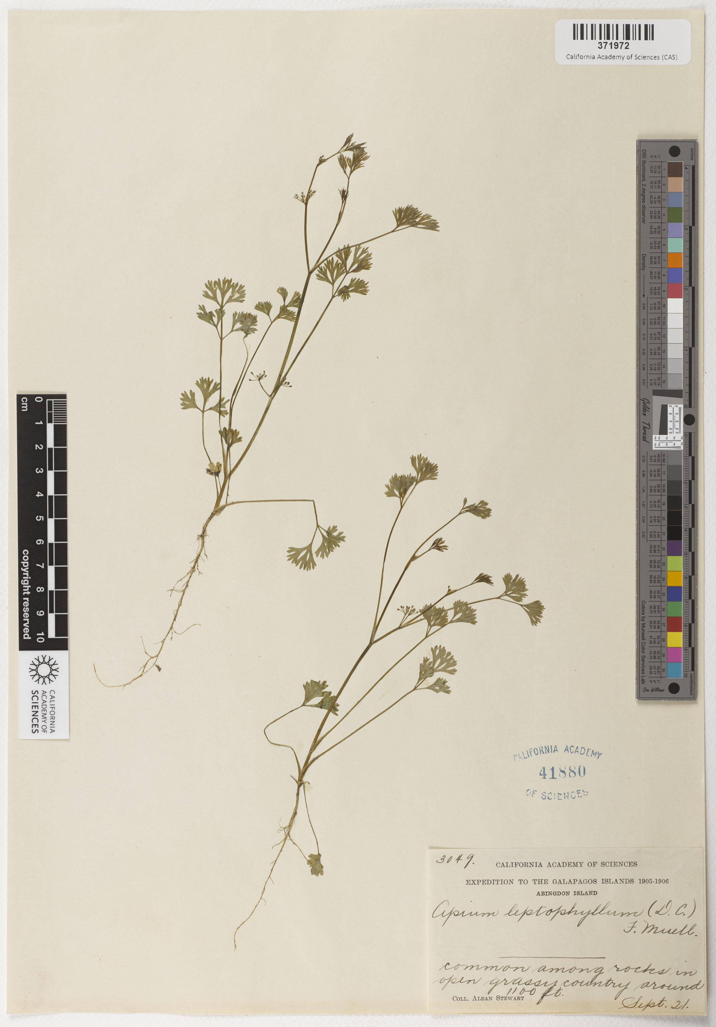 Cyclospermum leptophyllum image