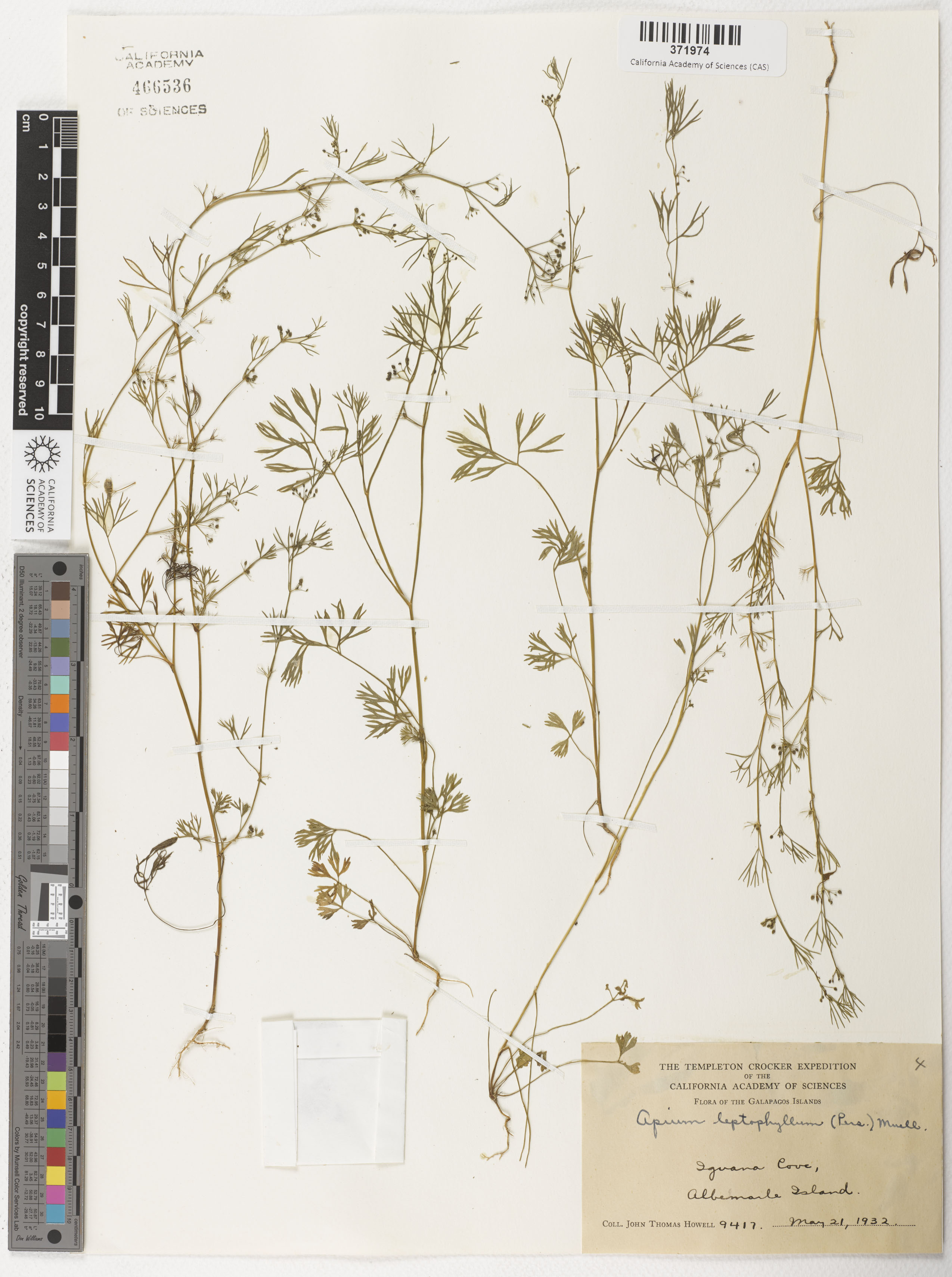 Cyclospermum leptophyllum image