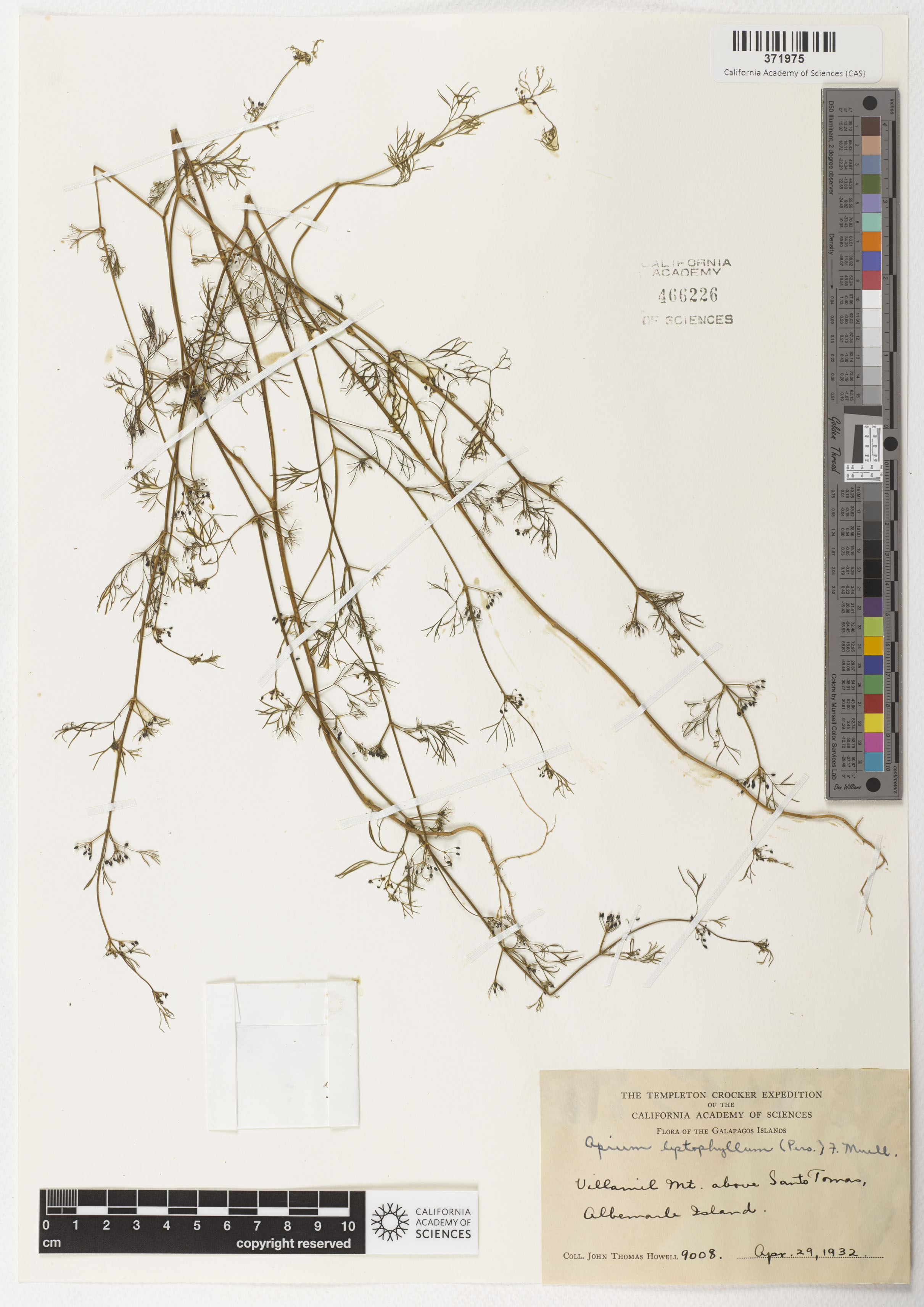 Cyclospermum leptophyllum image