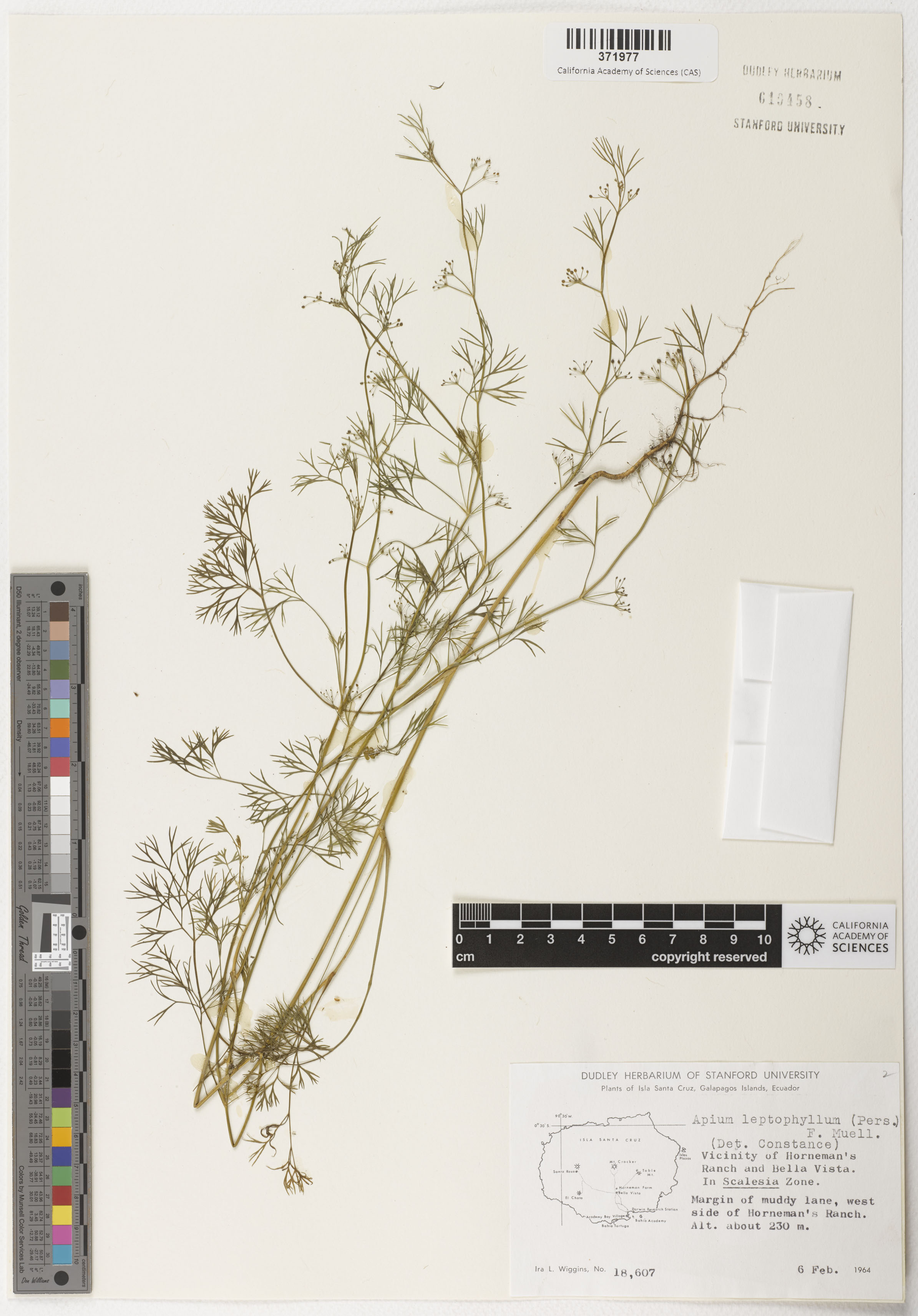 Cyclospermum leptophyllum image