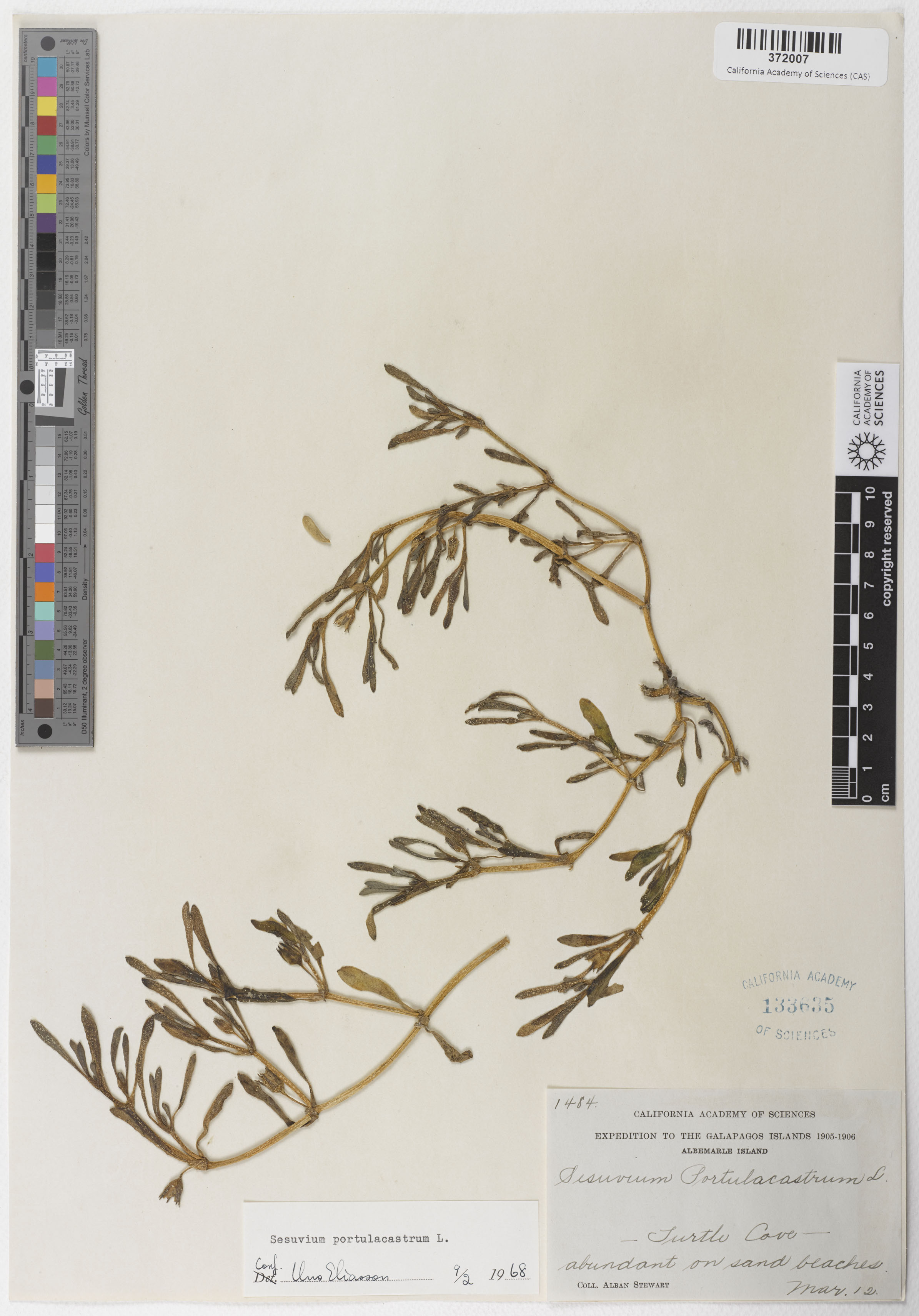 Sesuvium portulacastrum image