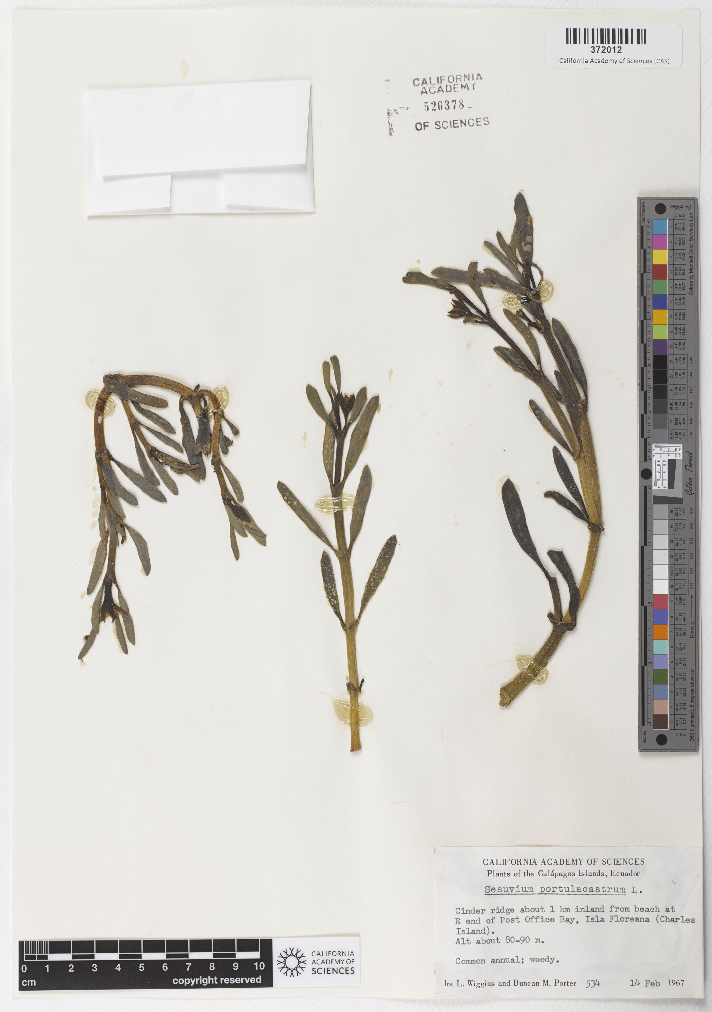 Sesuvium portulacastrum image