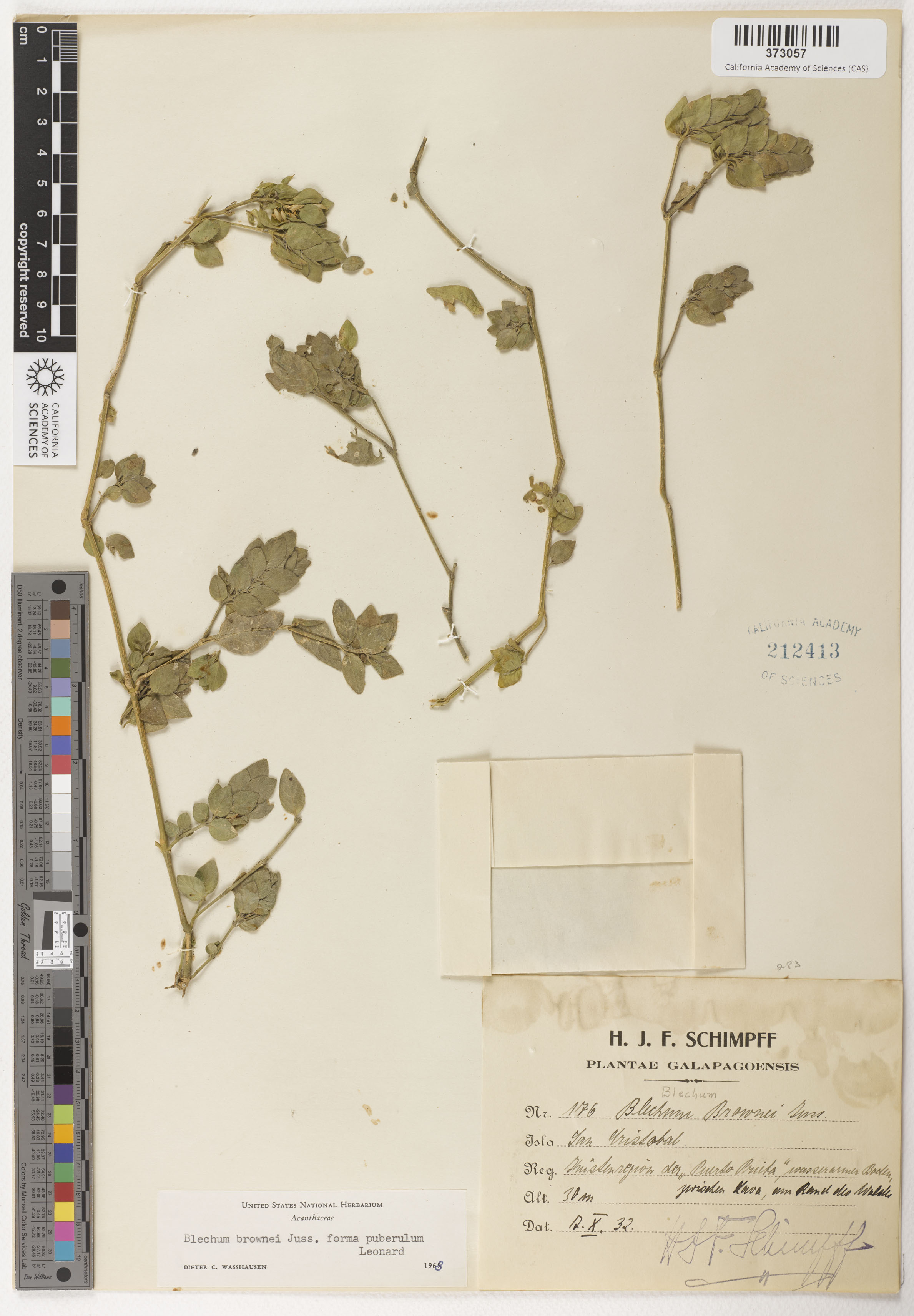 Ruellia blechum image