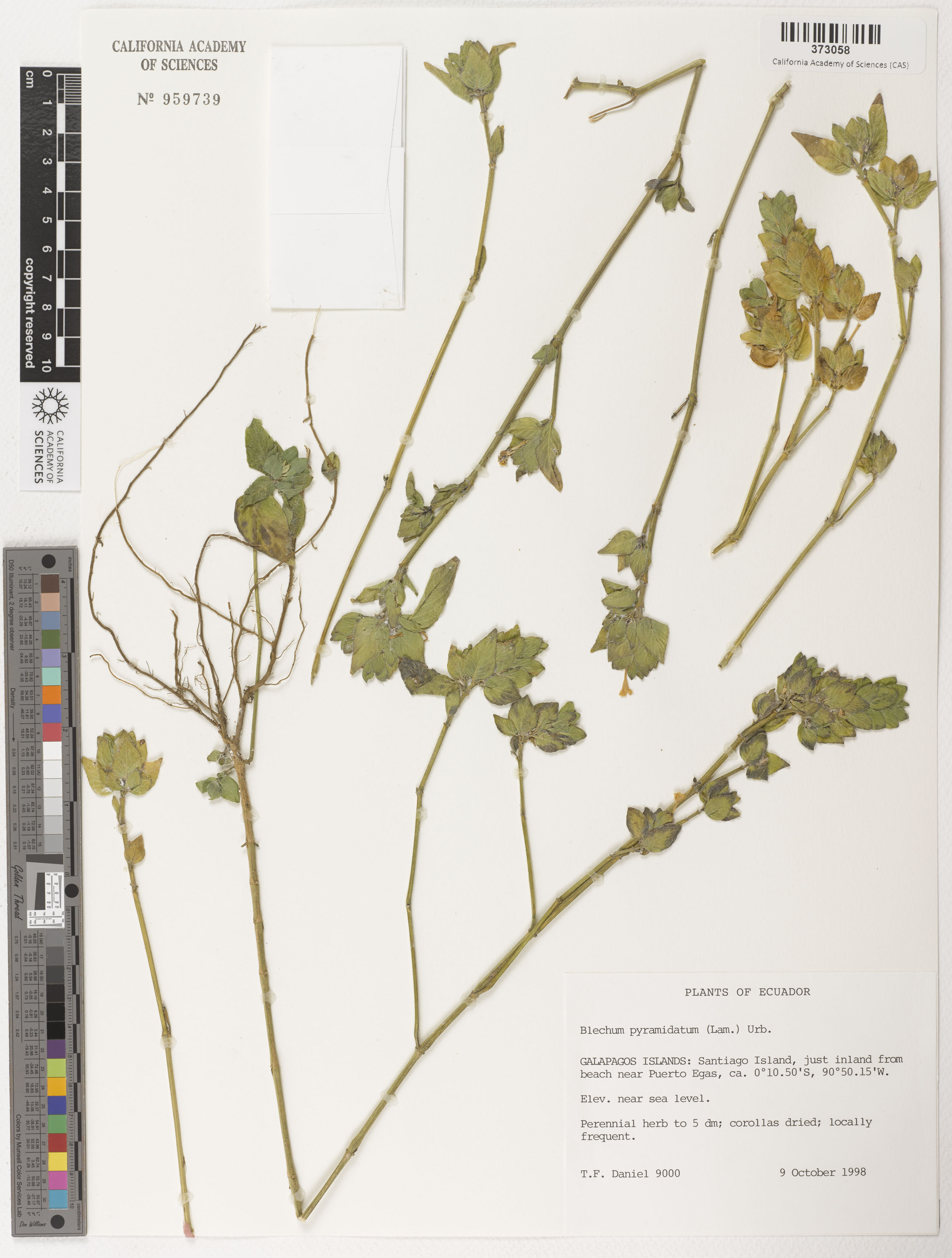 Ruellia blechum image