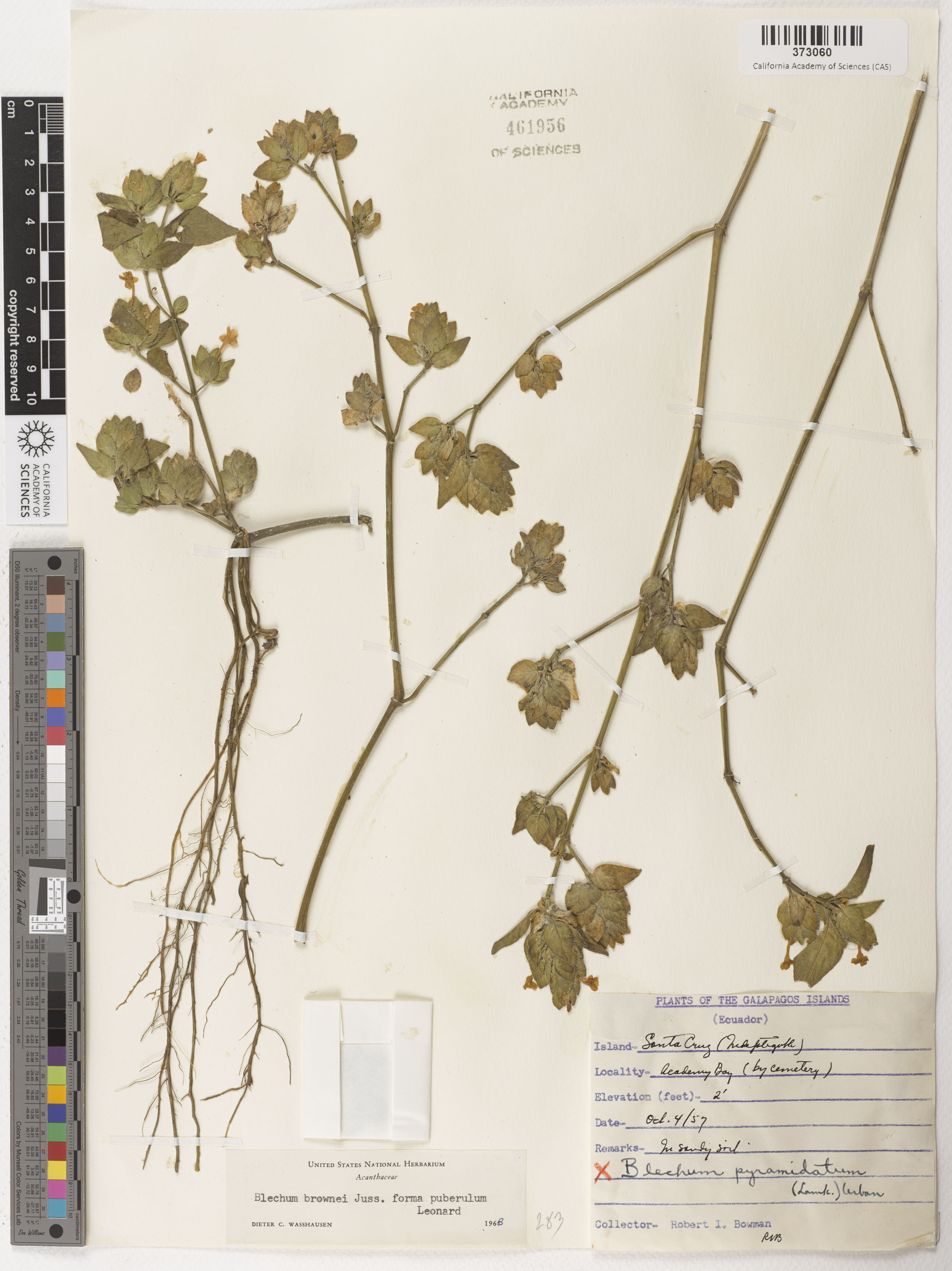 Ruellia blechum image