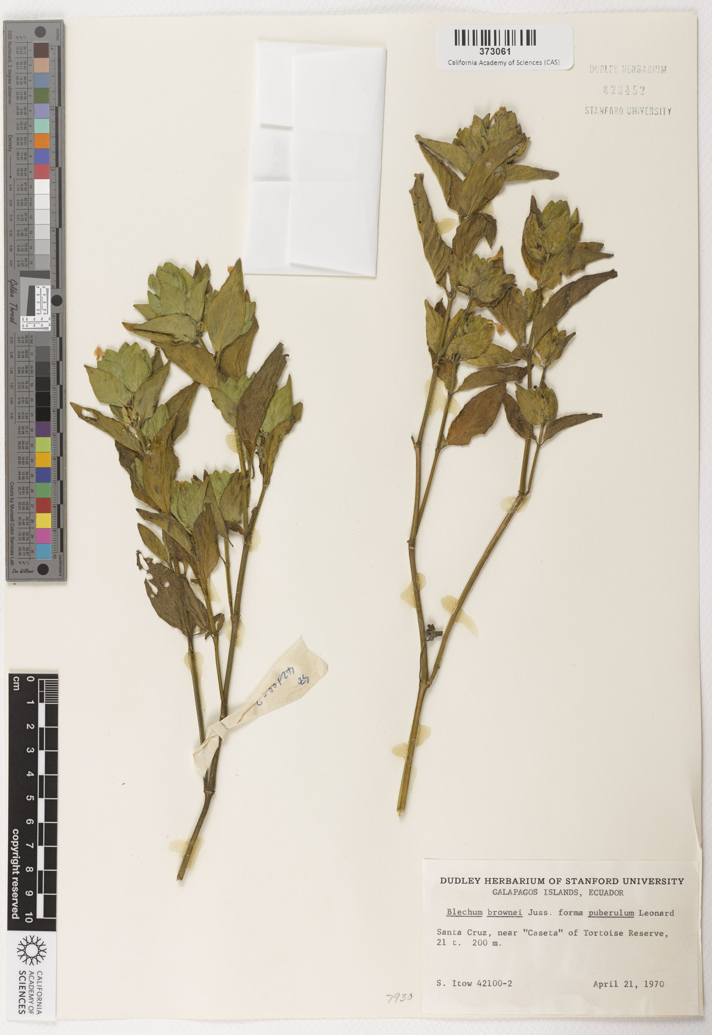 Ruellia blechum image