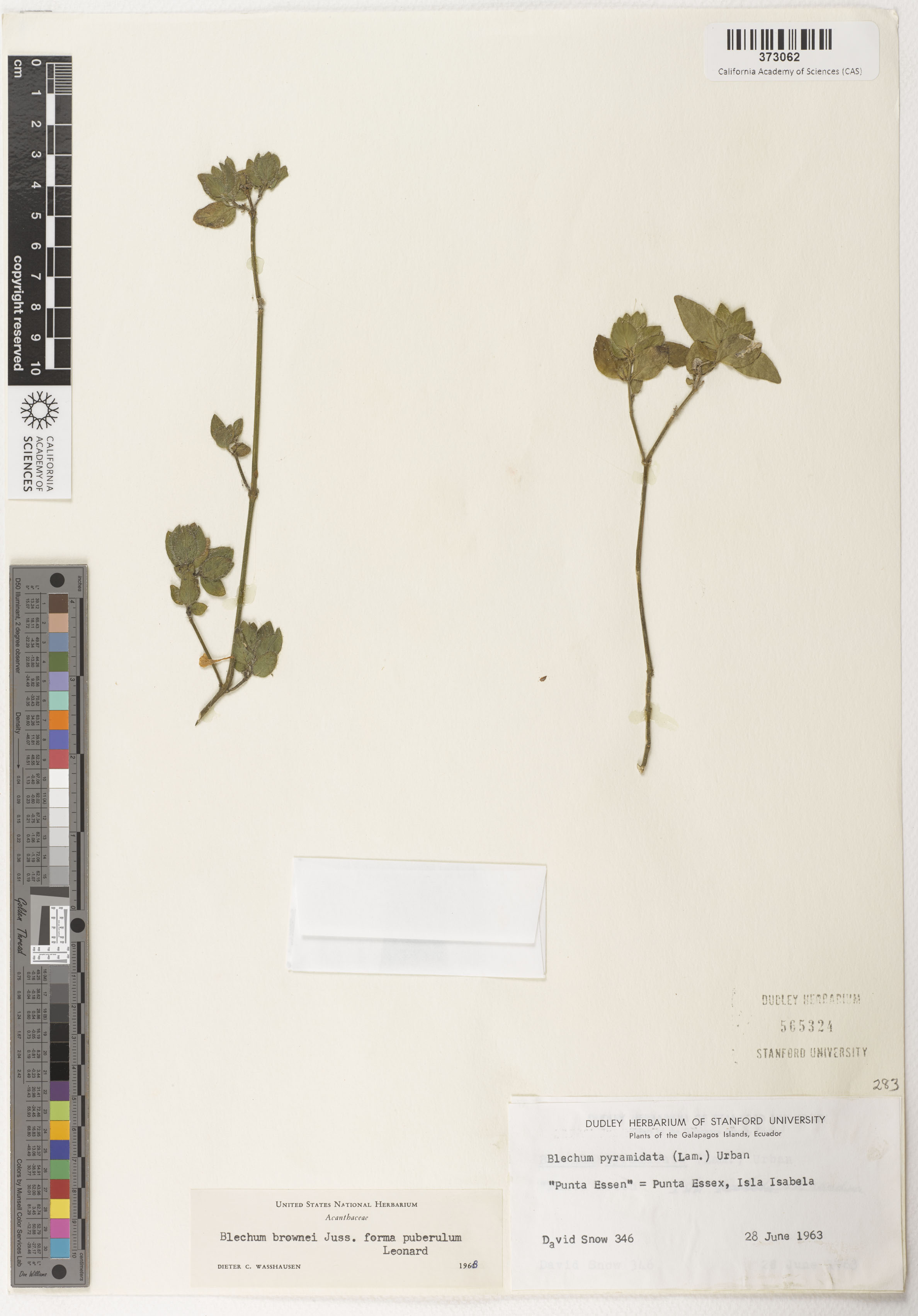 Ruellia blechum image